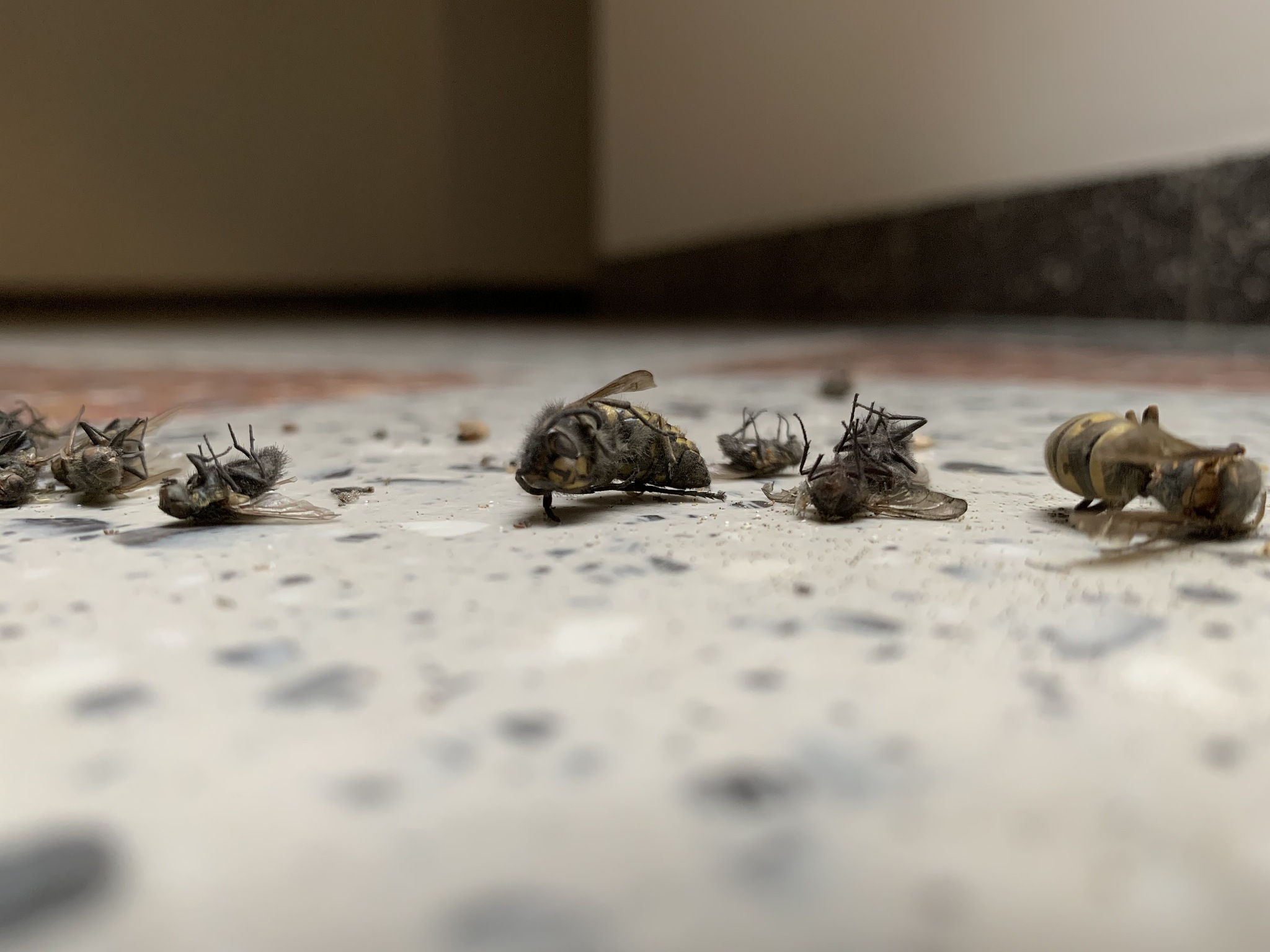 multiple bees dead on floor