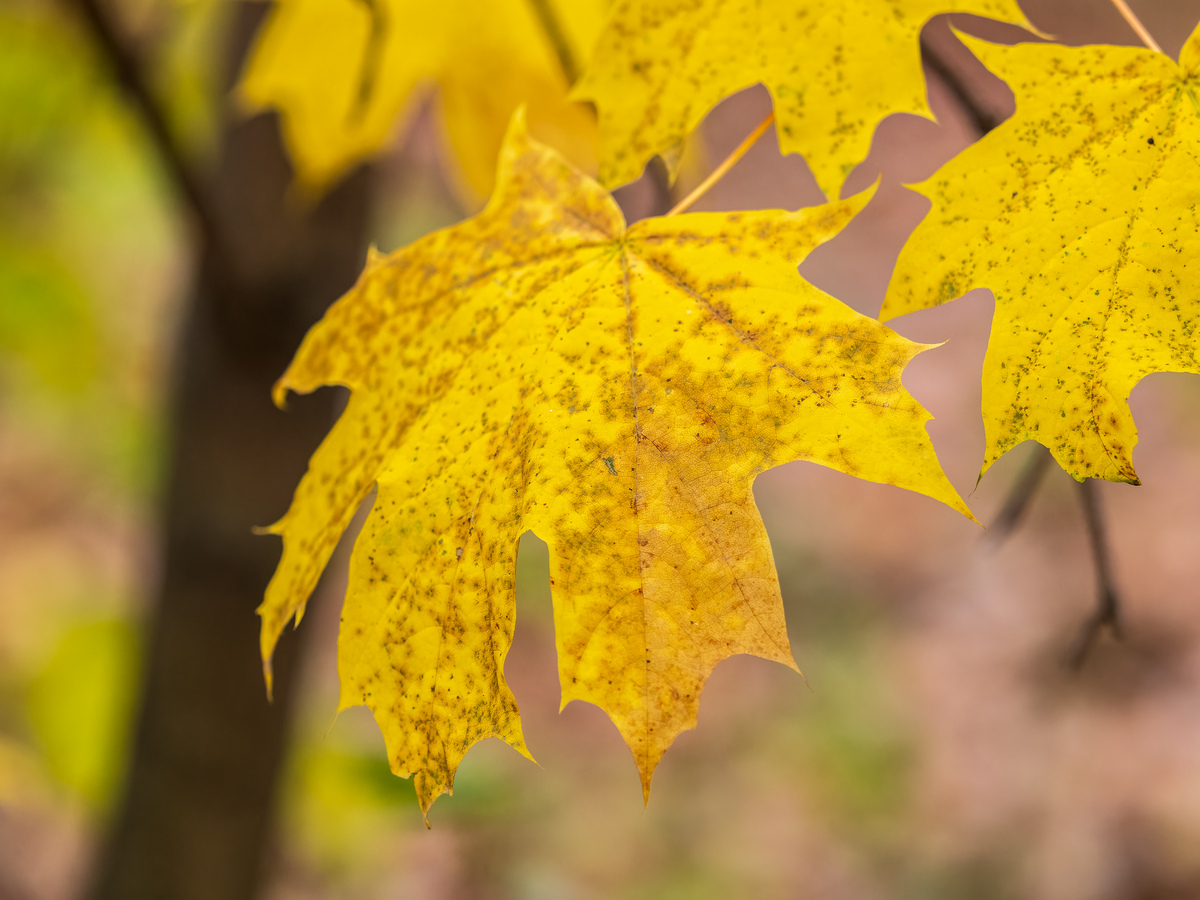 秋雨的画笔：银杏金黄、枫叶红火、葡萄紫醉