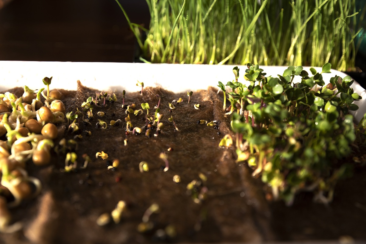 油菜种子发芽的最佳酸碱度：6.5-7.5 的秘密