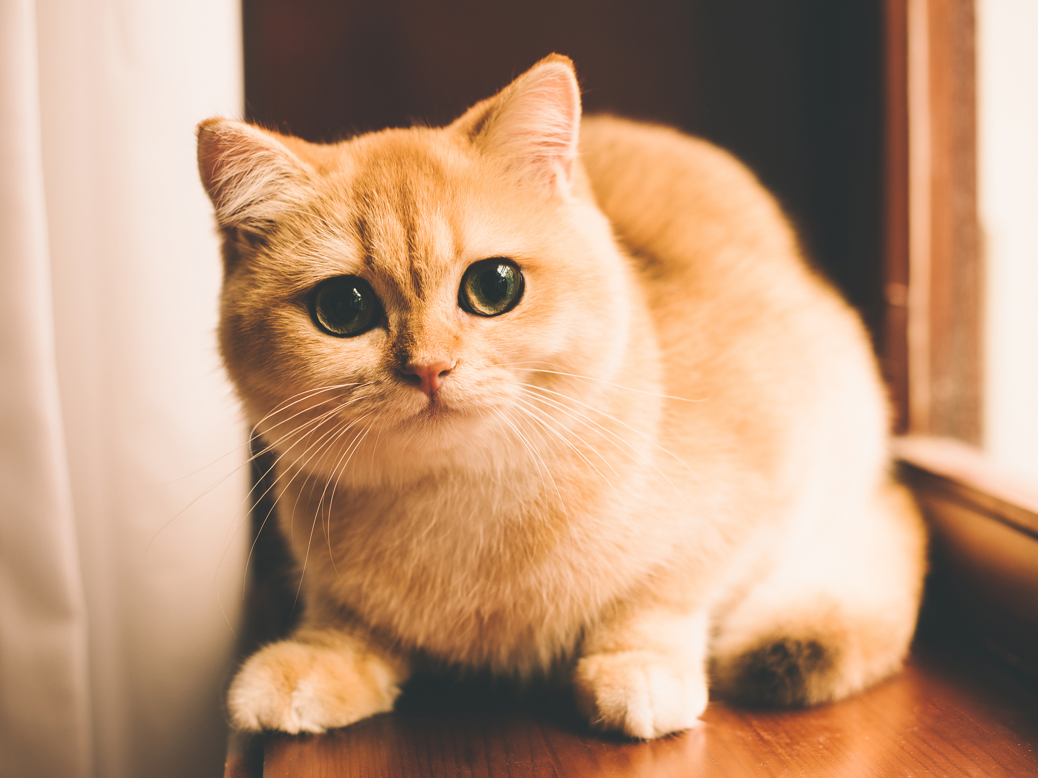 金渐层不是猫的一个品种吗