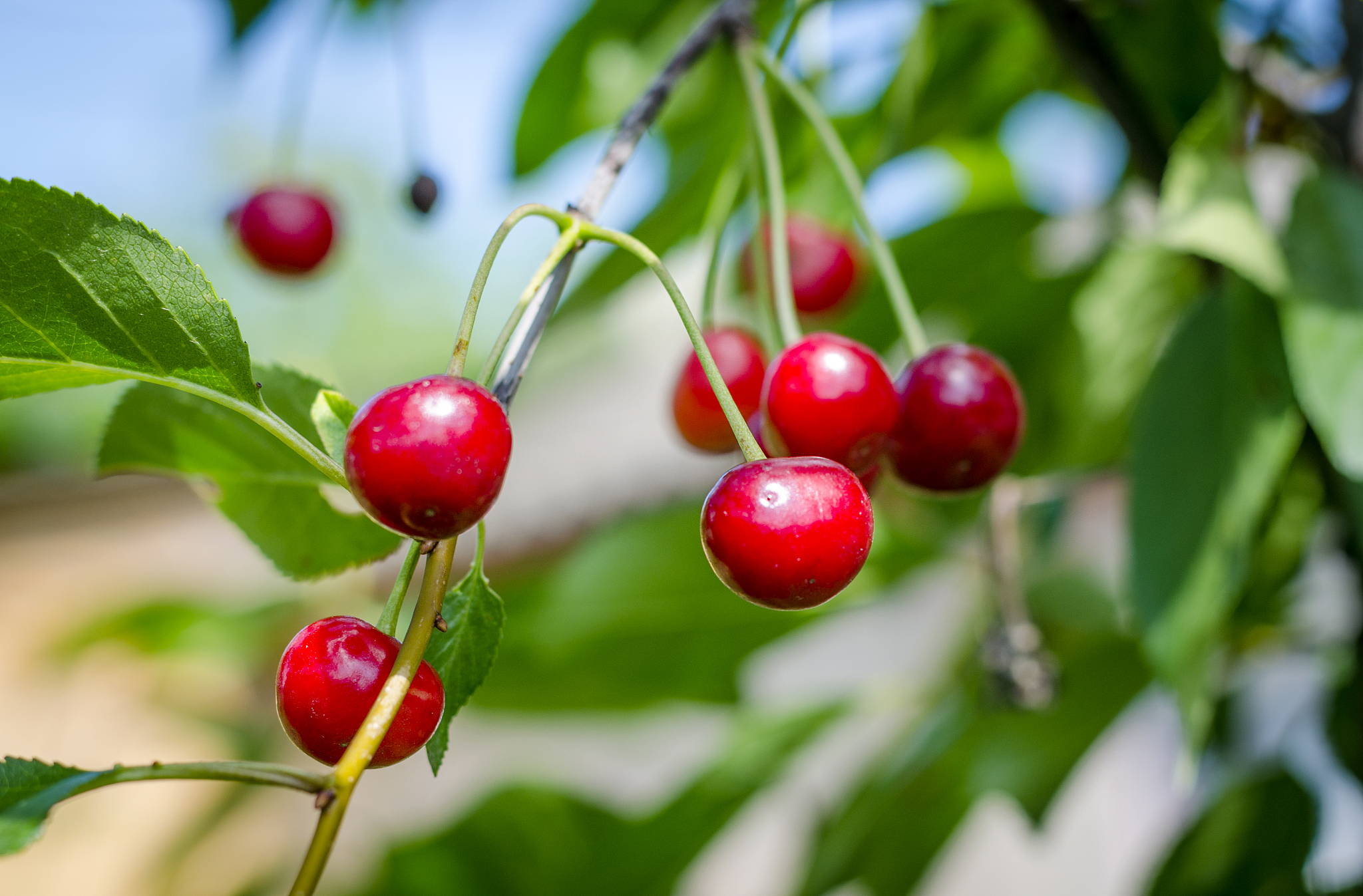 ripe cherries on a tree