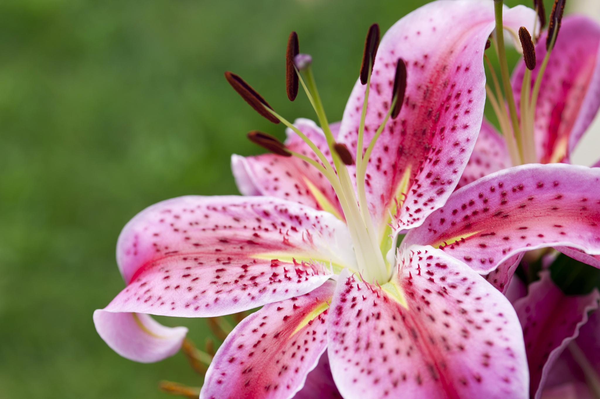 百合性格特点：坚定、独立、冷静、敏感等 - 深度解析