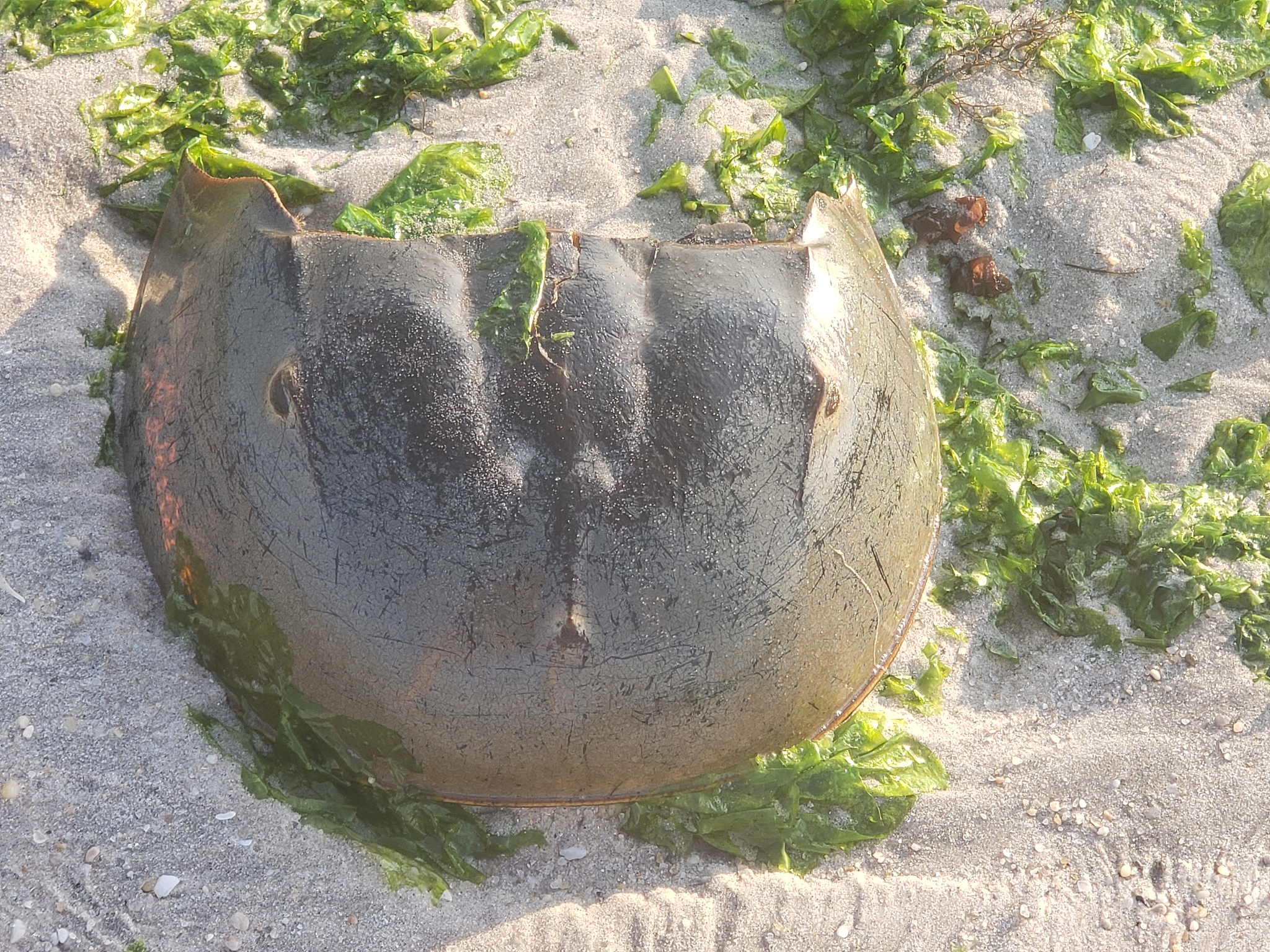 horseshoe crab on sand with seaweed