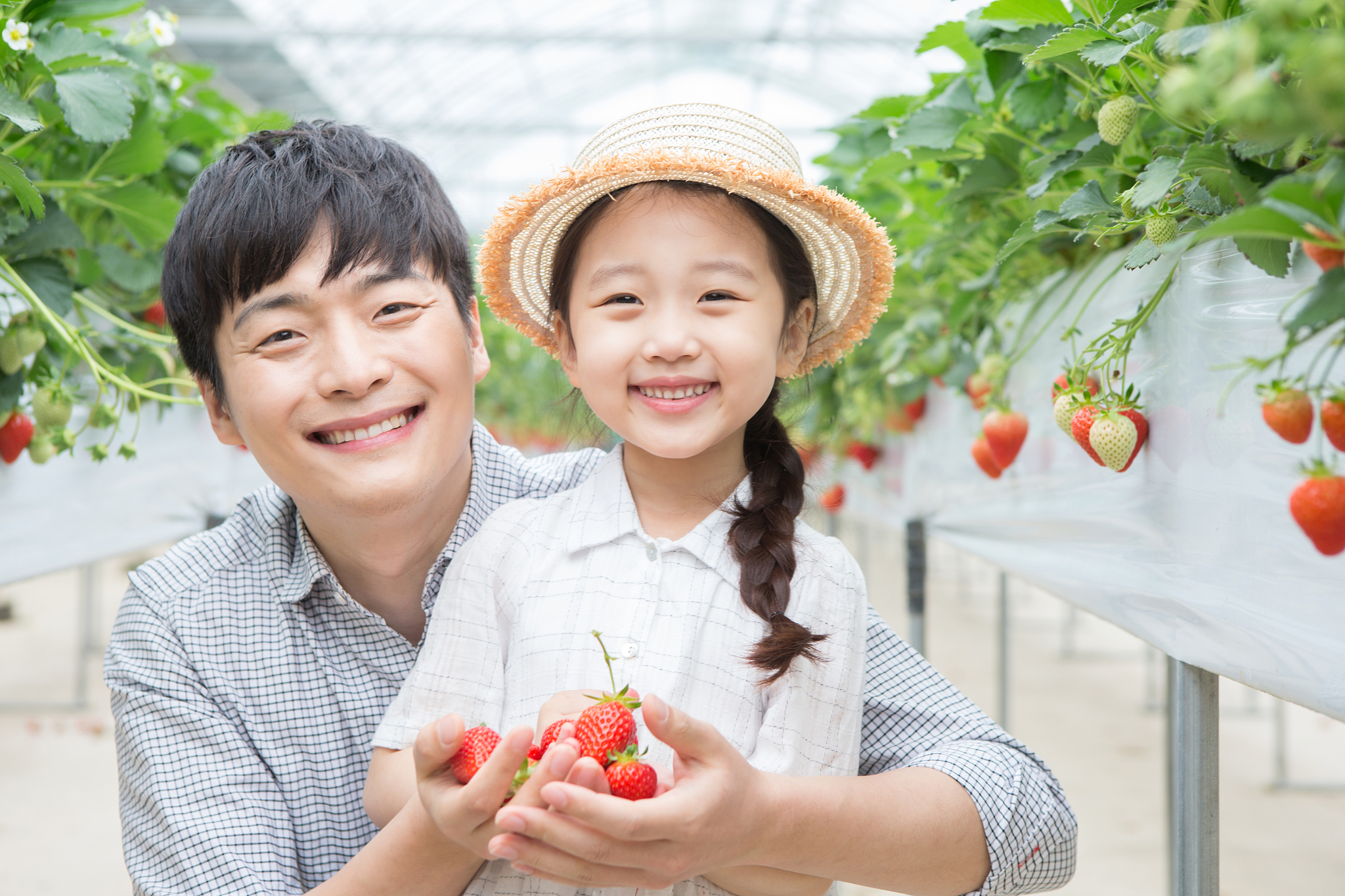 korean, family, daughter, child (human age), strawberry, field t