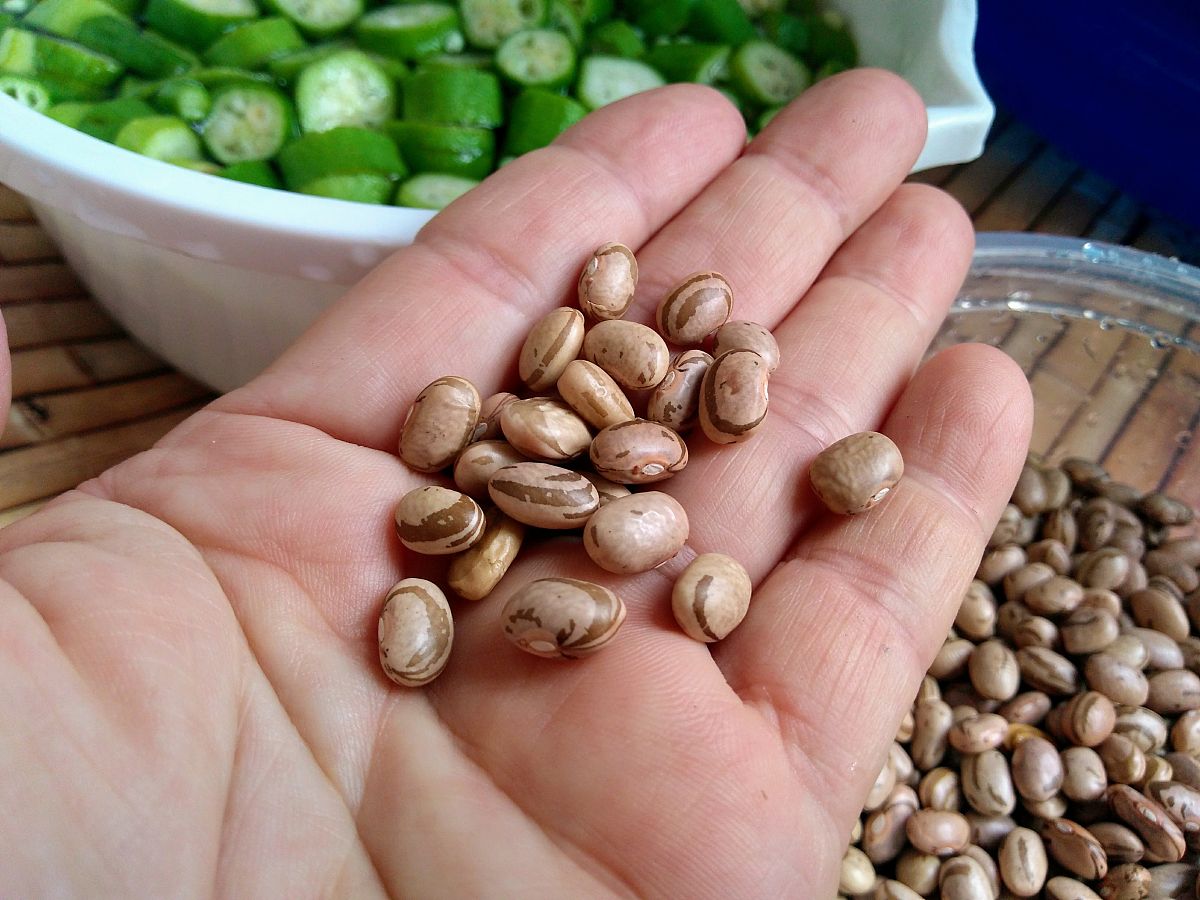 中药百部种子属于农业种子吗回答及拓展