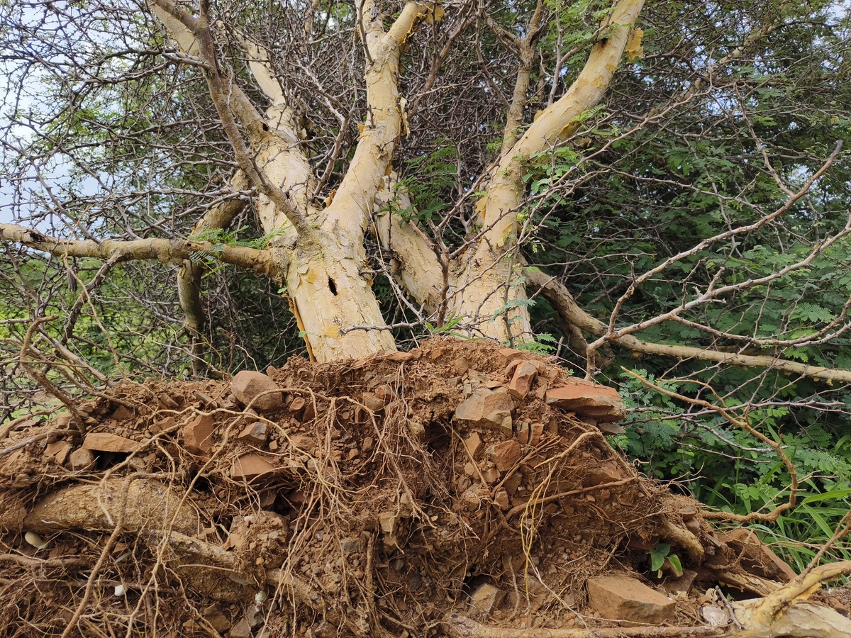 榕树：高大乔木，果实可食，改善城市环境