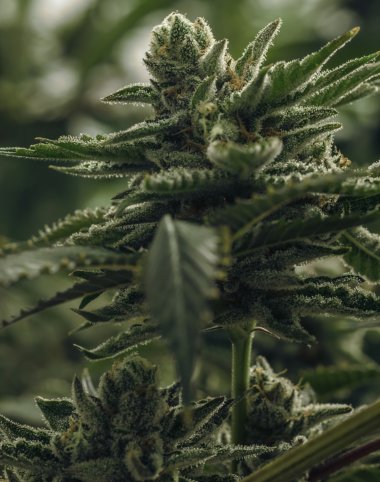 live cannabis macro bud shot