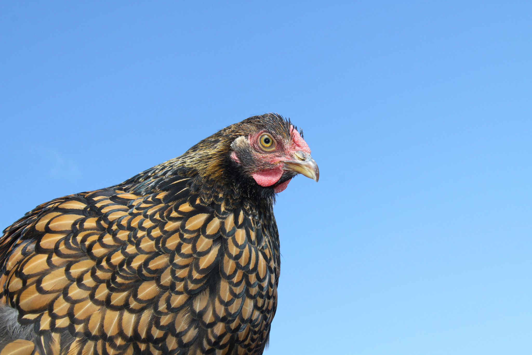 chicken & sky