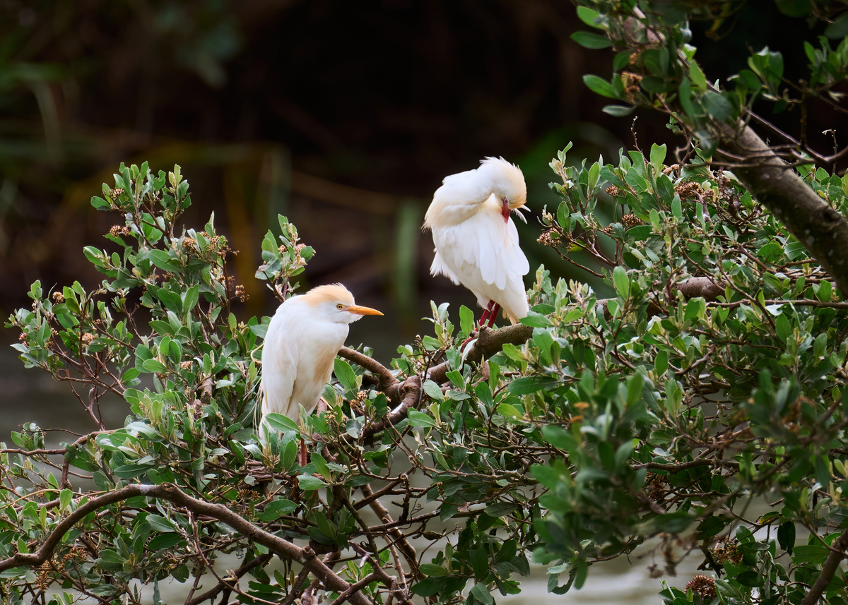 鸟字的读音、种类及文化意义 | niǎo的汉字解析