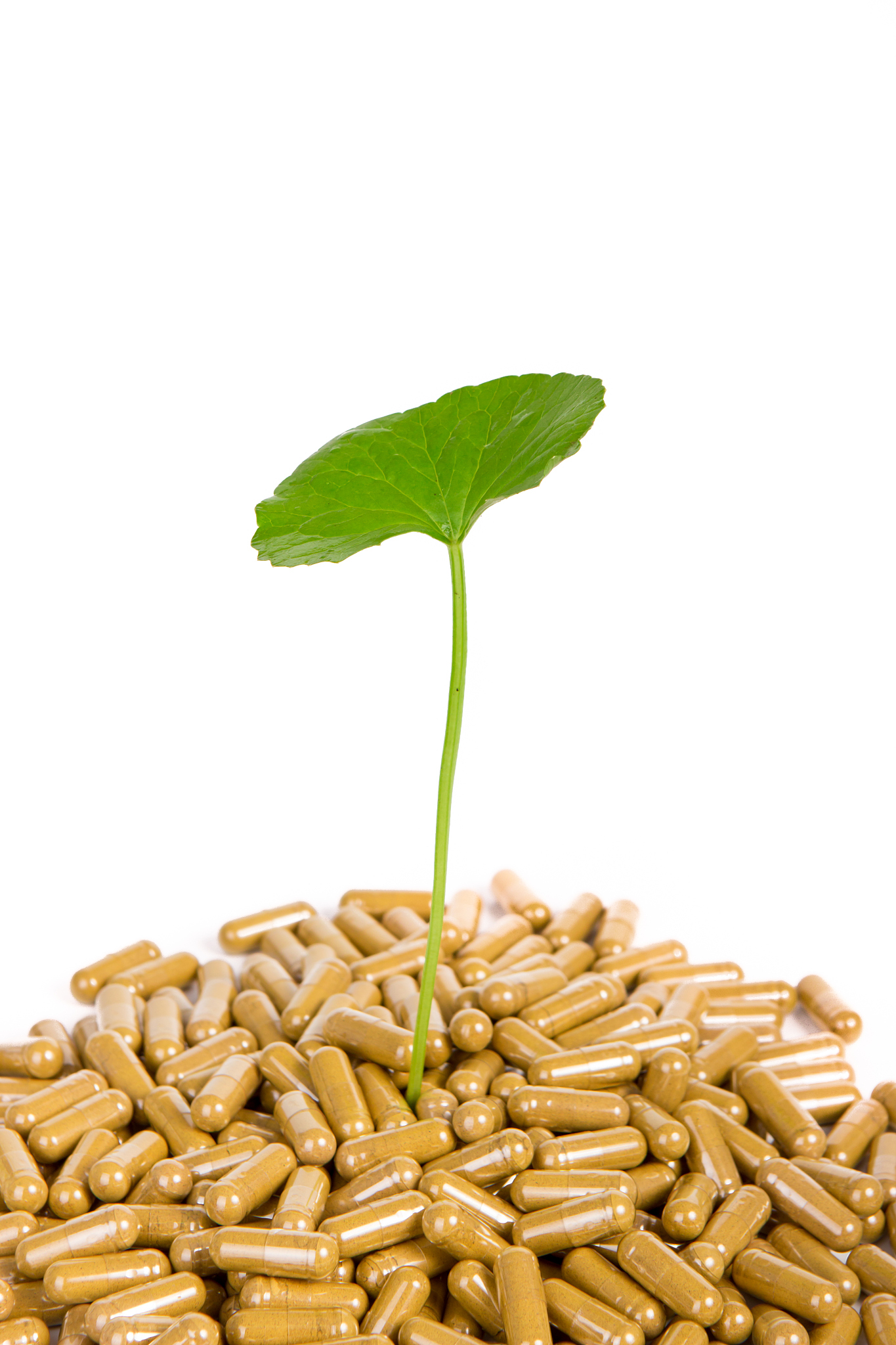 塞雪风湿胶囊：治疗风湿病的有效选择