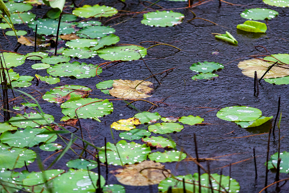 春雨后的池塘：现代诗五首描绘诗意美景