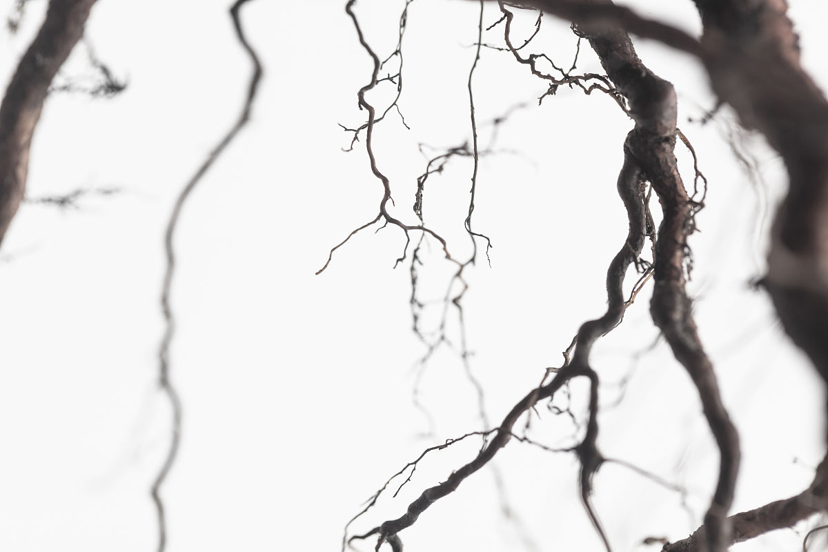 函数项级数收敛判定方法 - 详解及应用场景