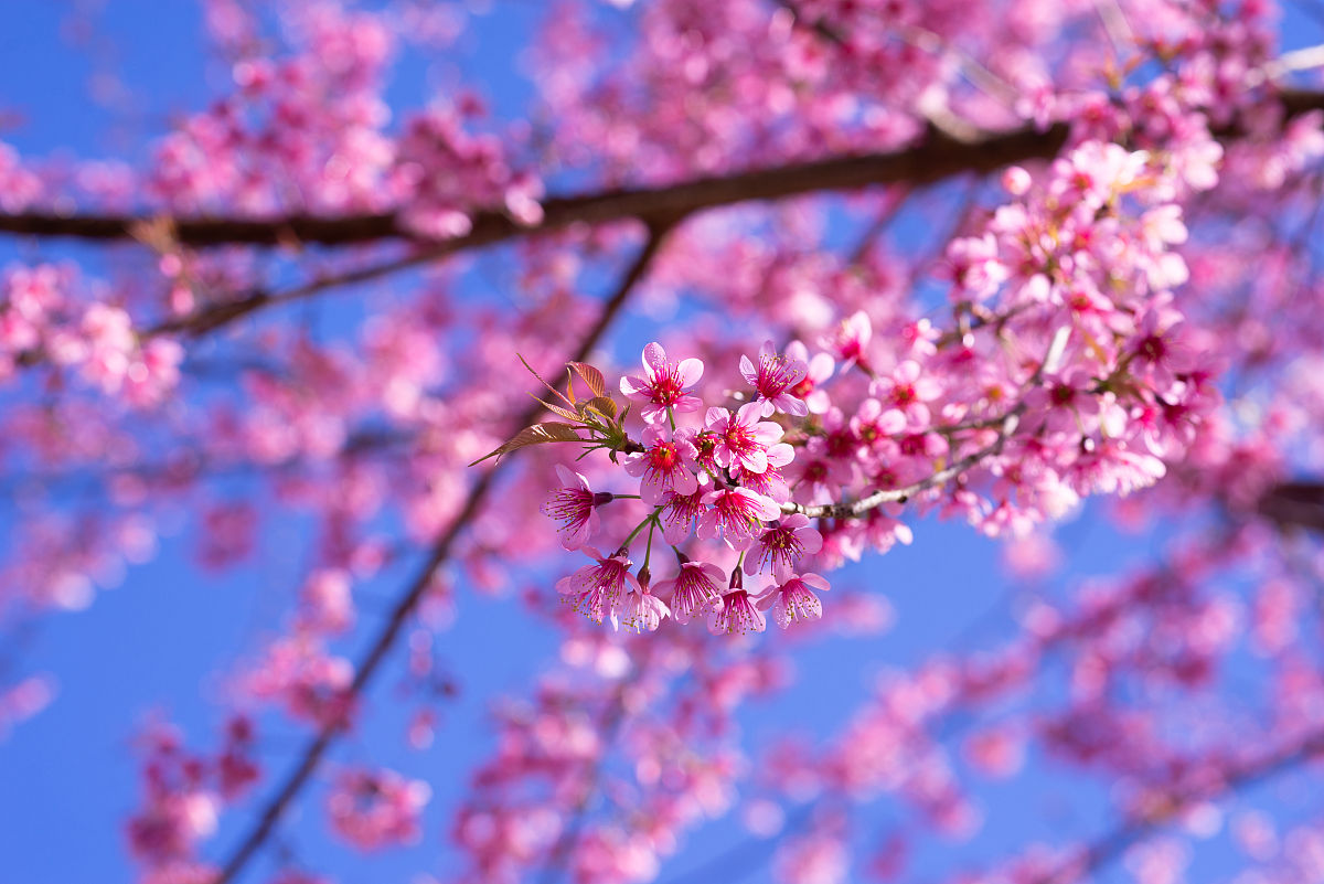 用唯美意境形容高处樱花的摄影图片