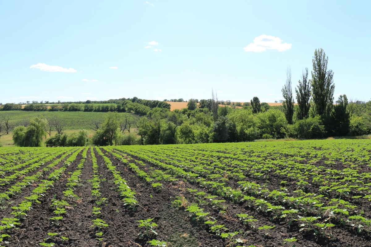 Spring Frost Intensification: A Growing Threat to Crop Yields