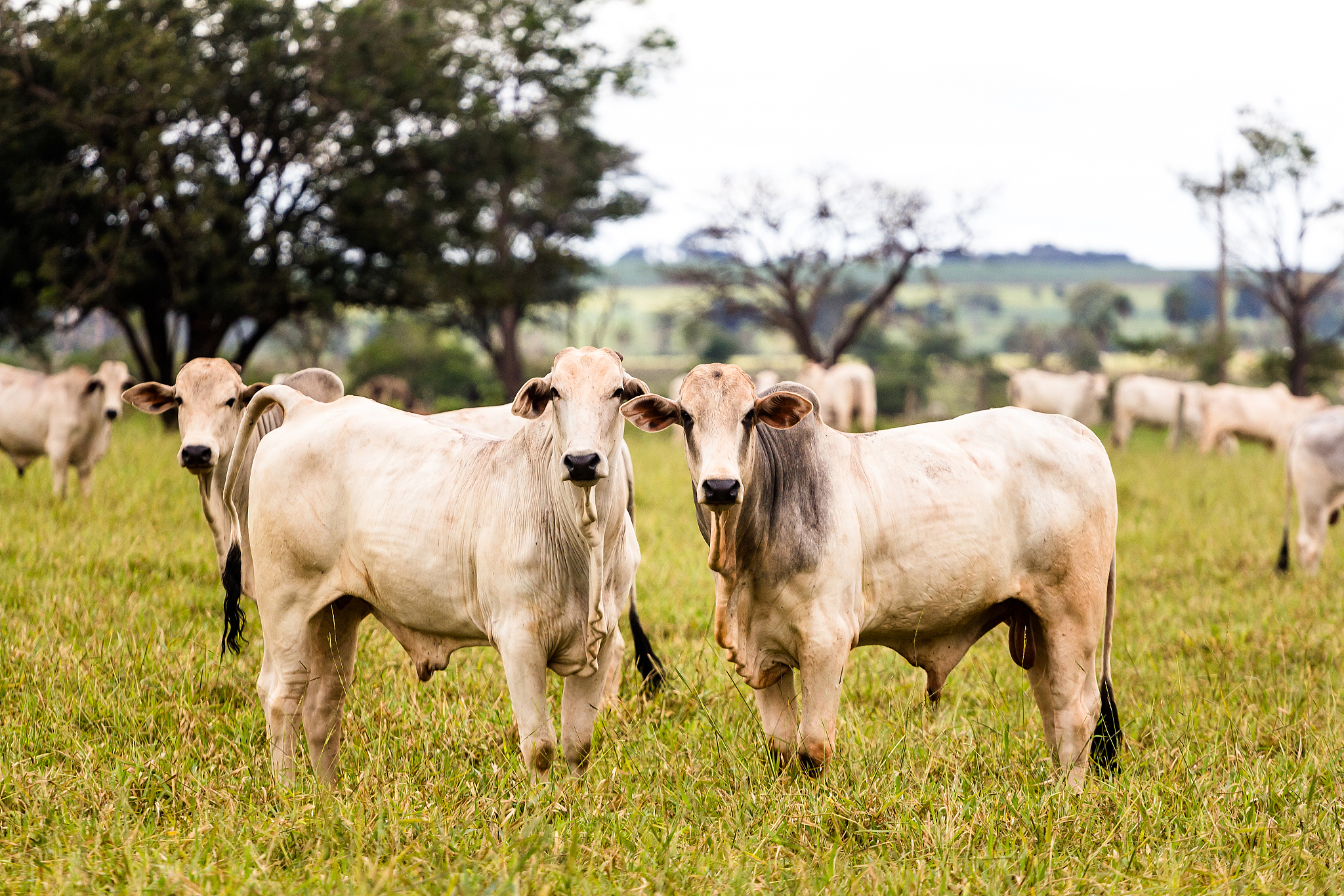 herd of nelore cattle in breeding for fattening. livestock of br