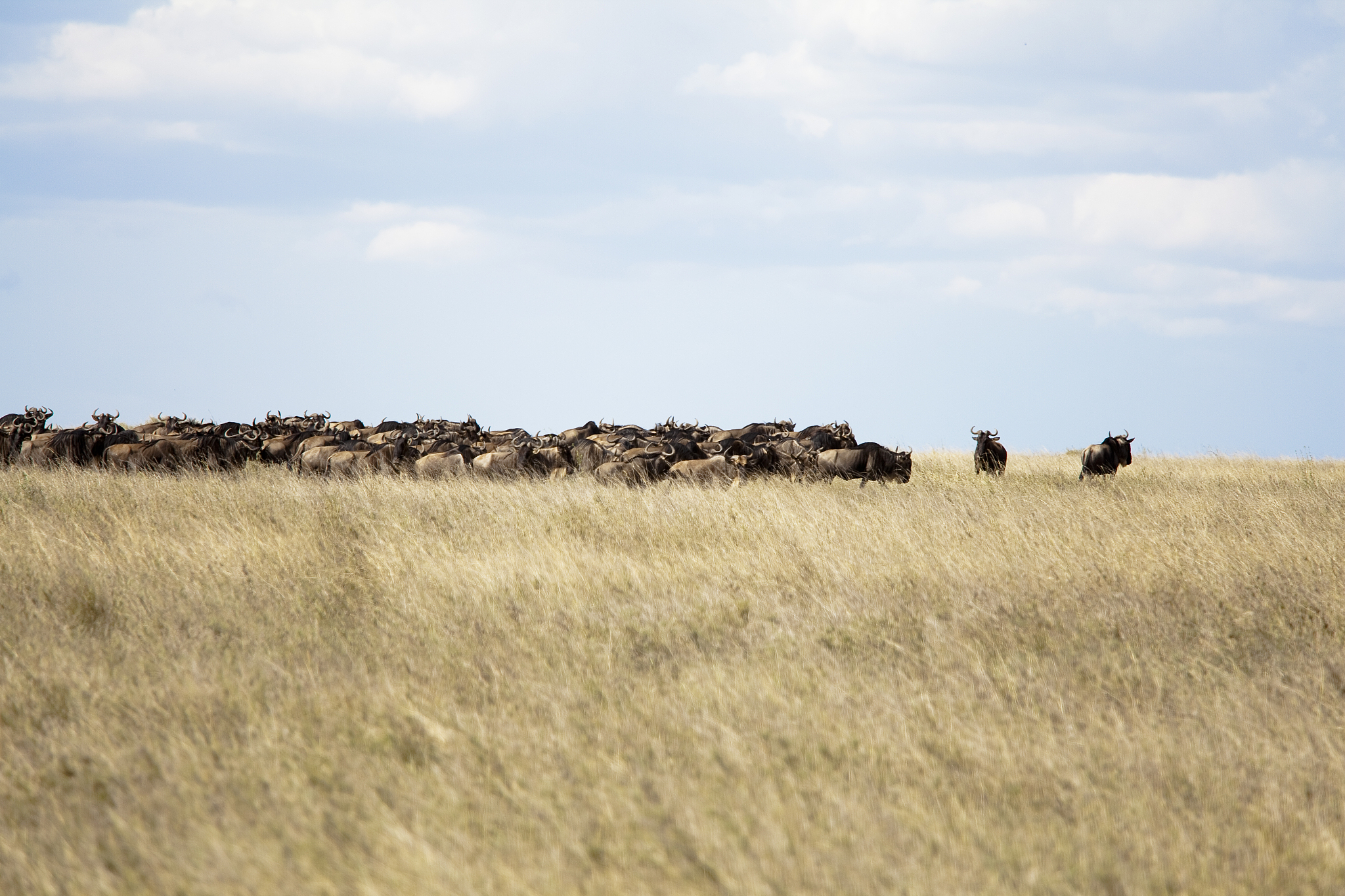 herd of wildebeests in serengeti