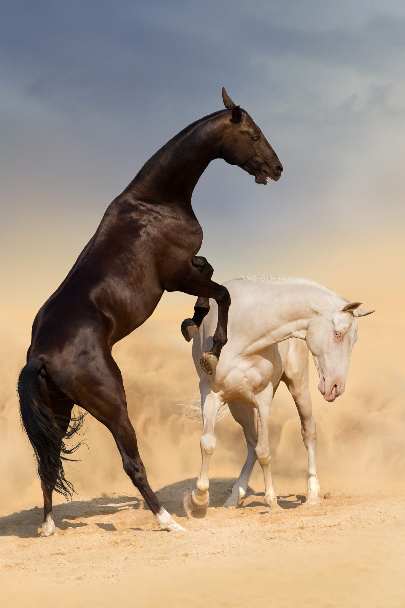 achal-teke horses