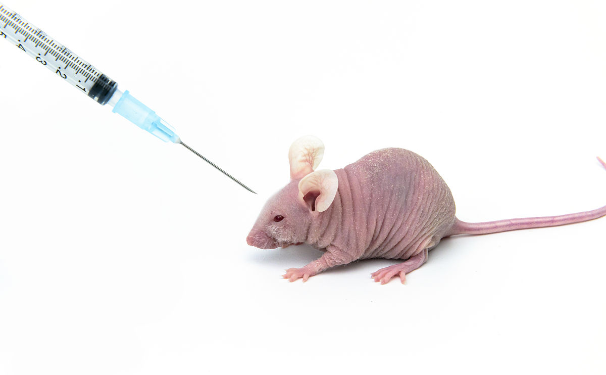 小鼠全层皮肤缺损创面自然愈合模型