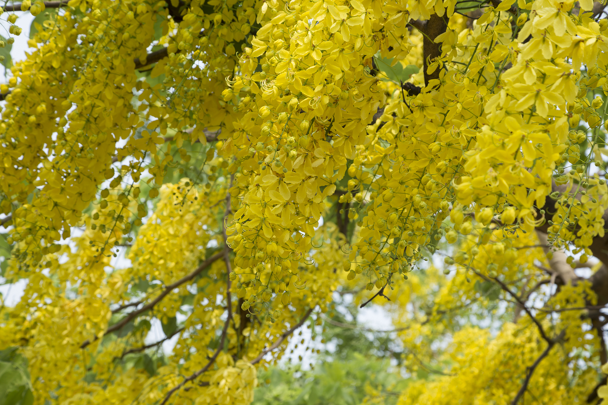 有关春天的优美句子