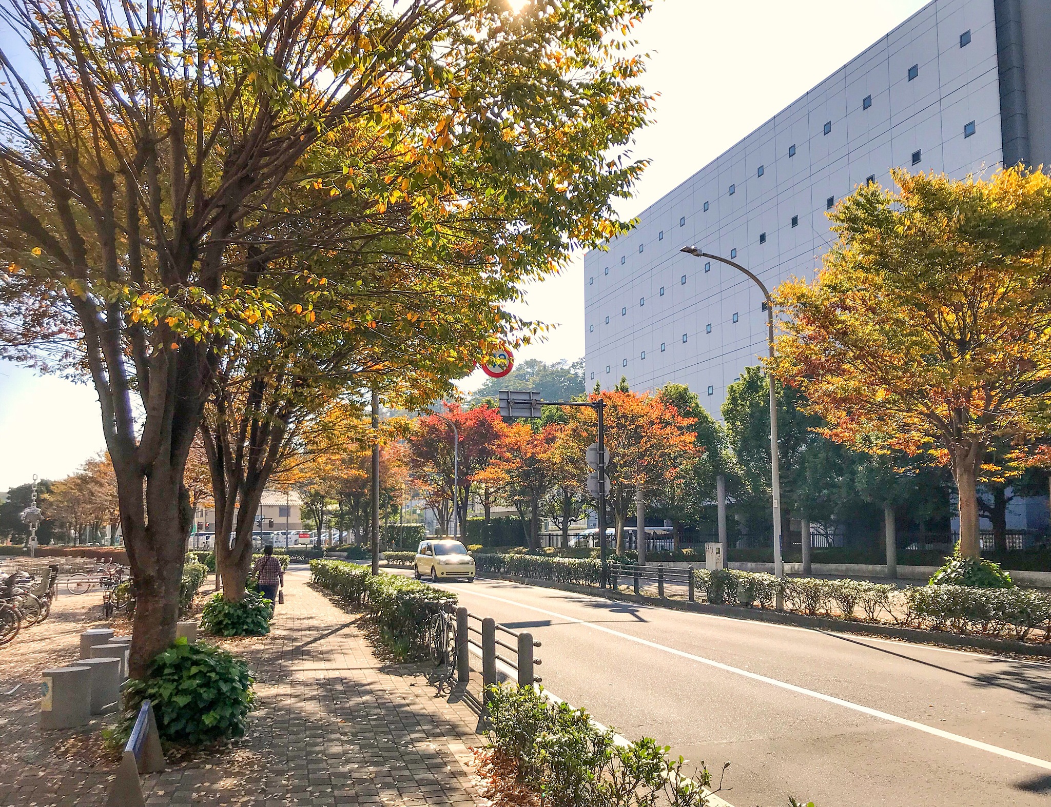 keyaki edged road in autumn