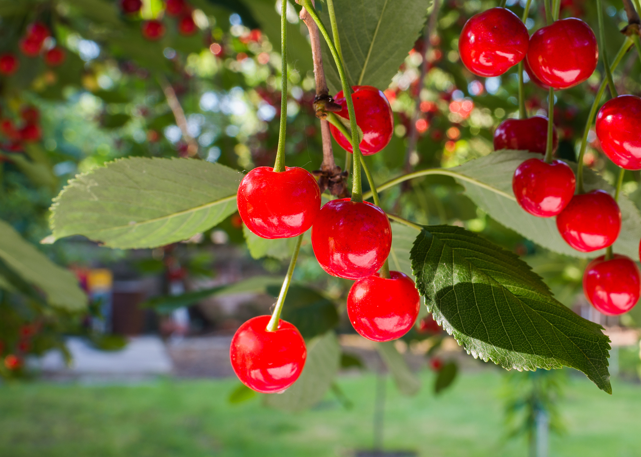 cherries on the branch