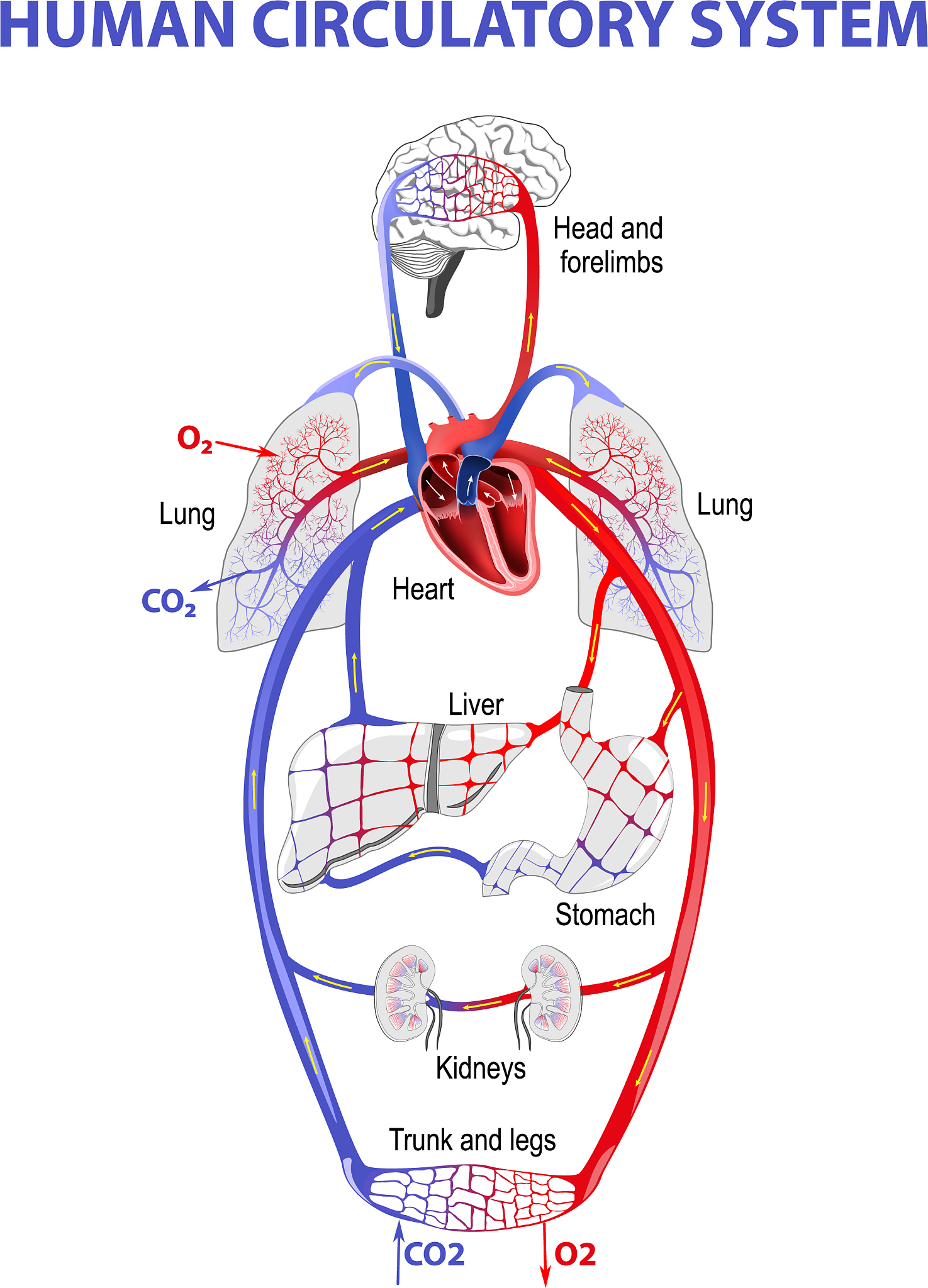 Heart Failure: Is It a Terminal Illness? Understanding the Prognosis