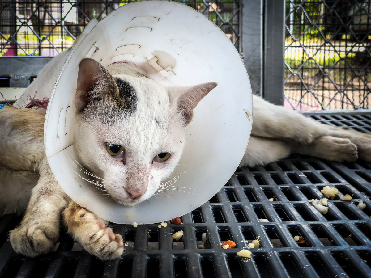 流浪猫科学绝育耗时两周值得吗