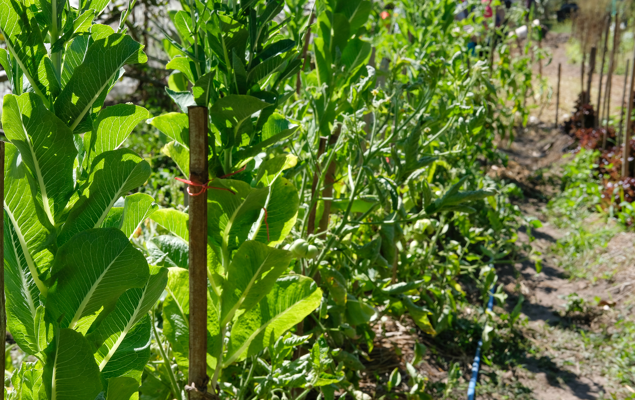 曲靖农业职业学校2019年五年制大专招生报名：多个专业任你选！