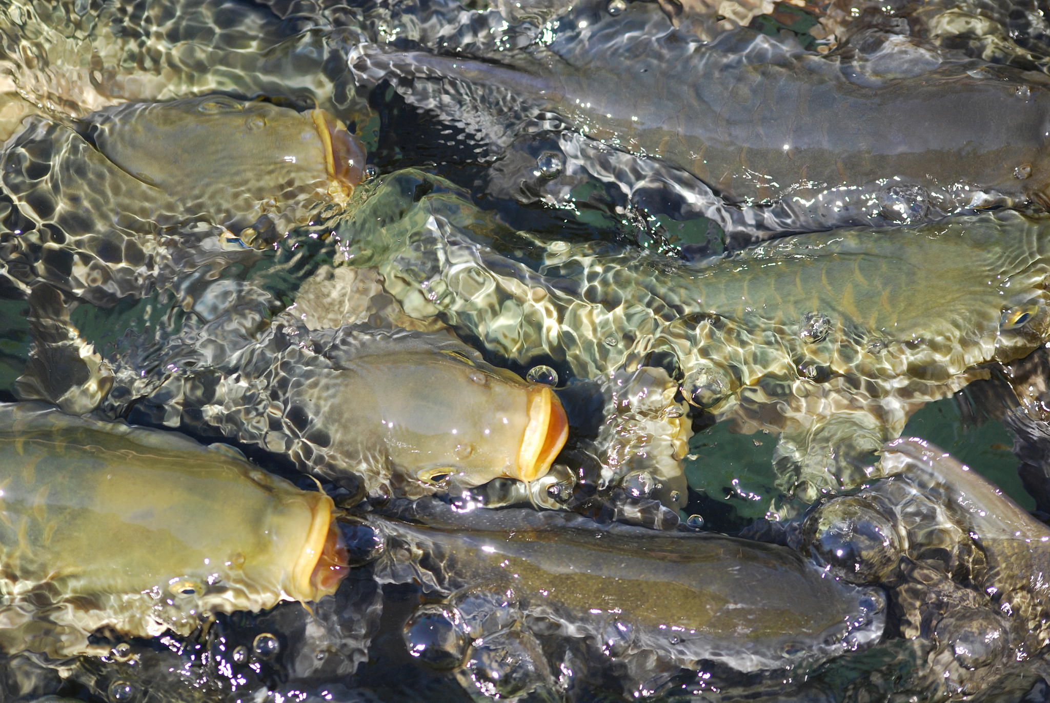 双壳类养殖对水质的影响：与文献结果比较及溶氧的影响