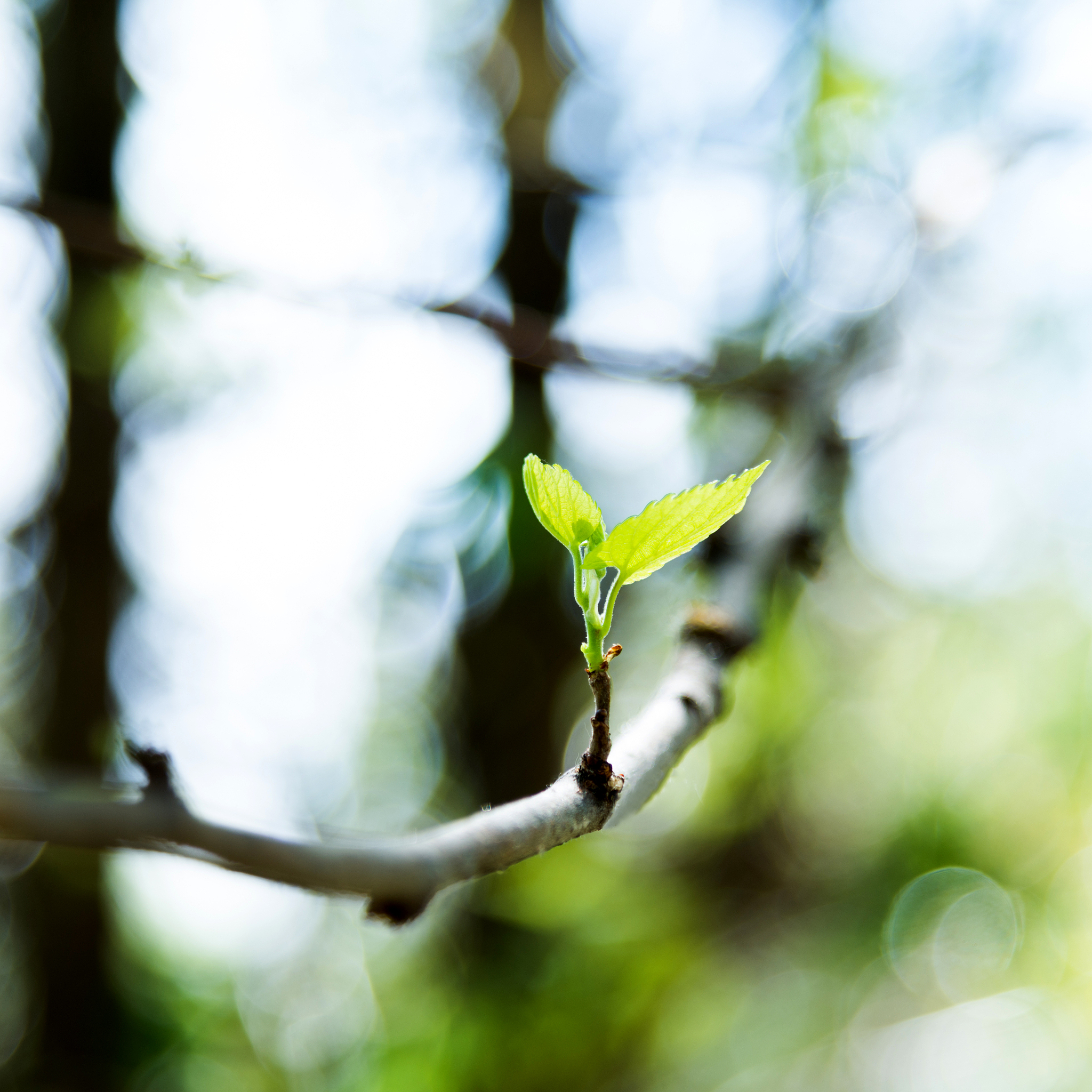 春天的希望与生机：800字散文