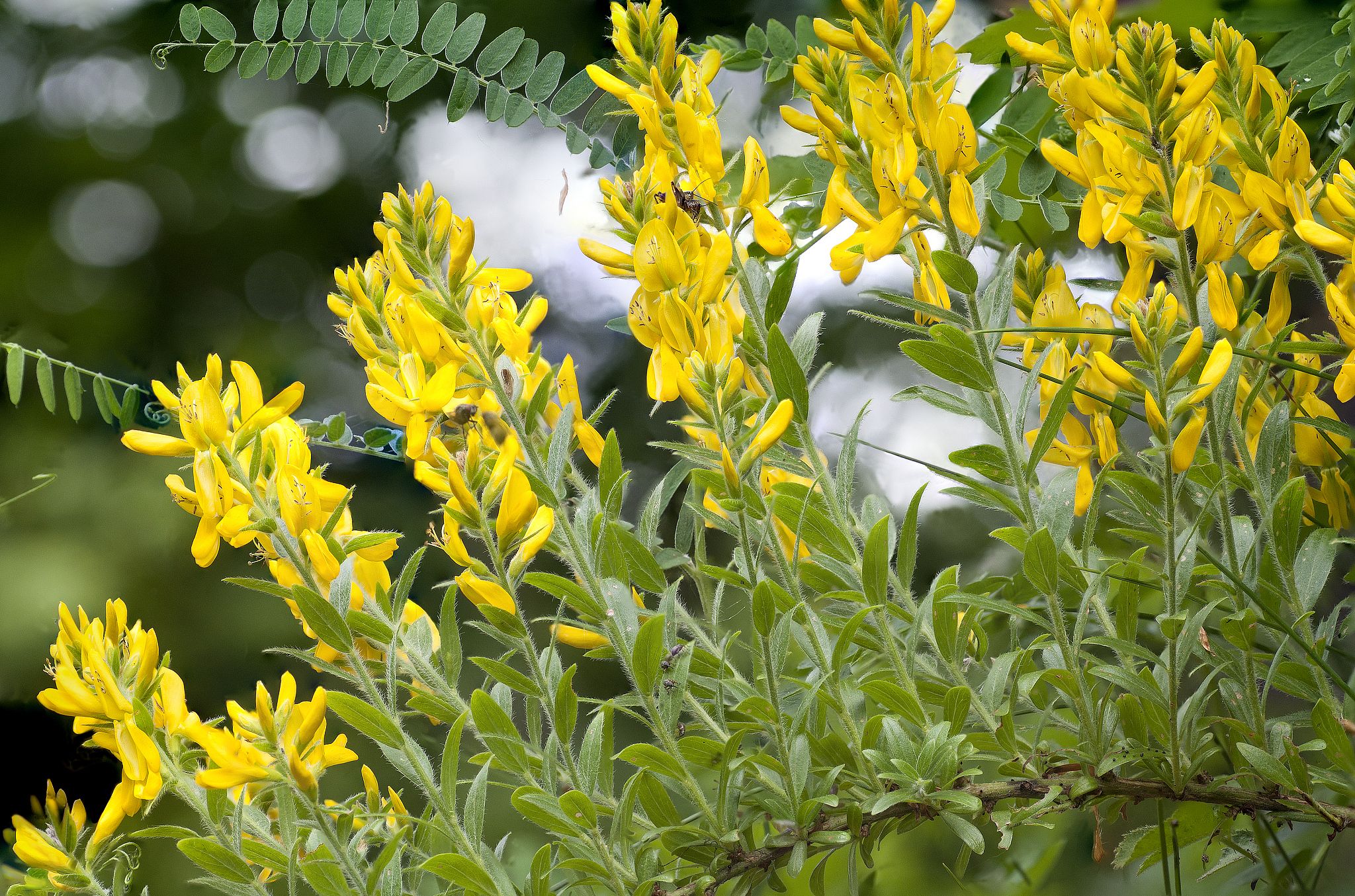 cassia acutifolia del.