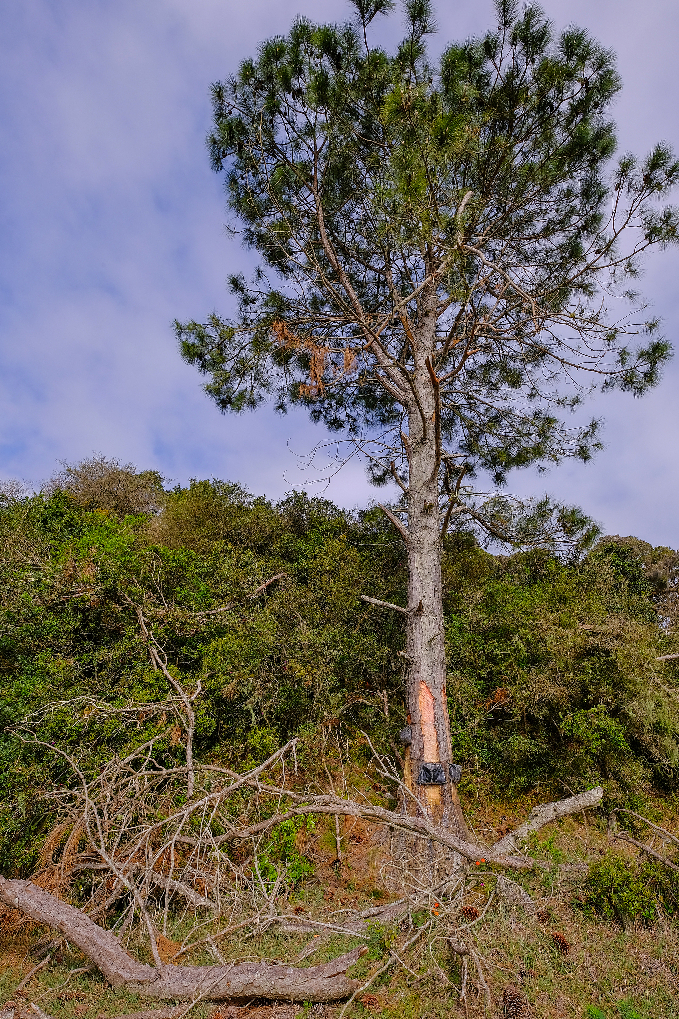 pine resin extraction from pine trees. crude pine oleoresin extr