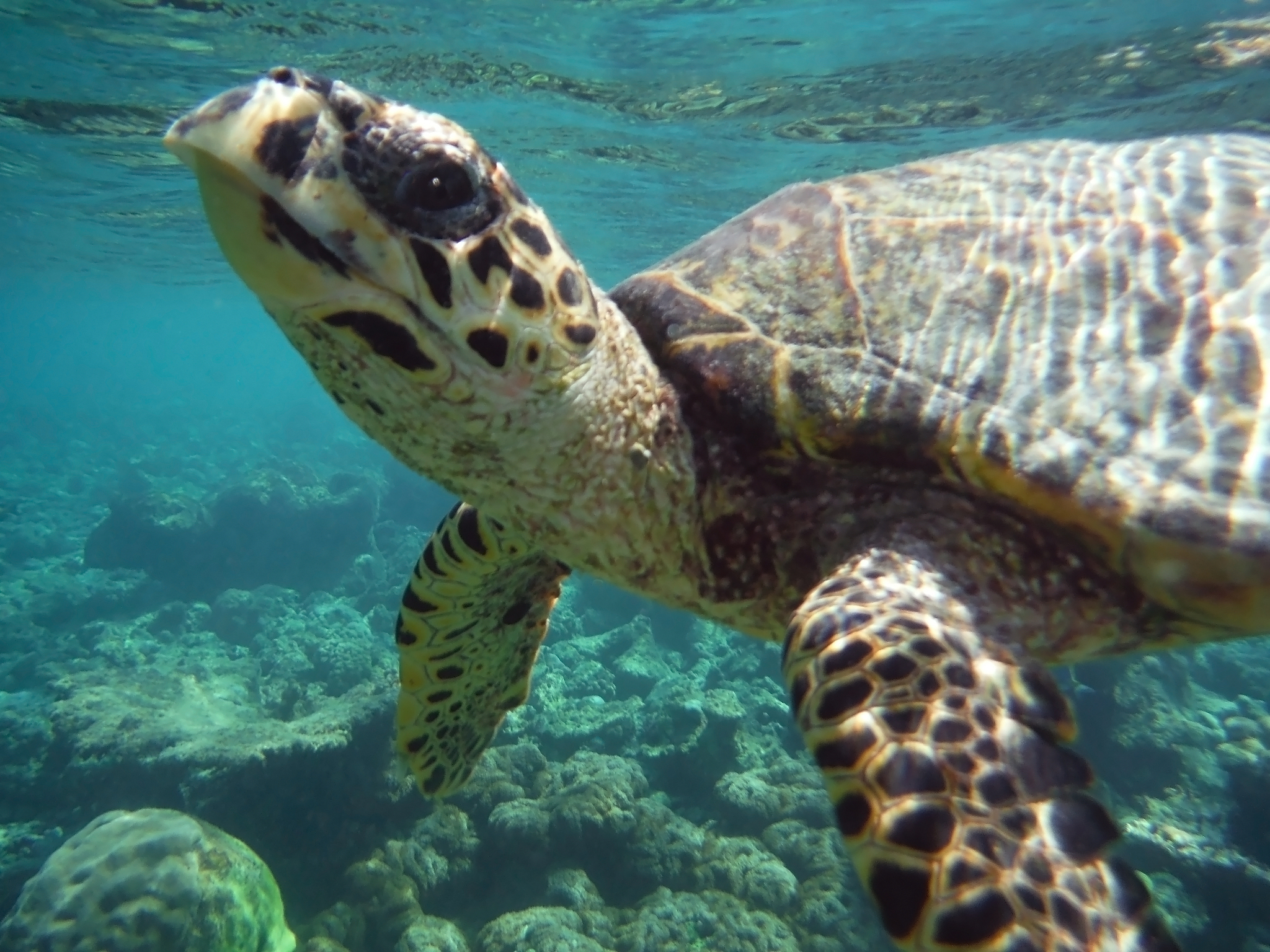 close-up of hawksbill turtle, komandoo, maldives.