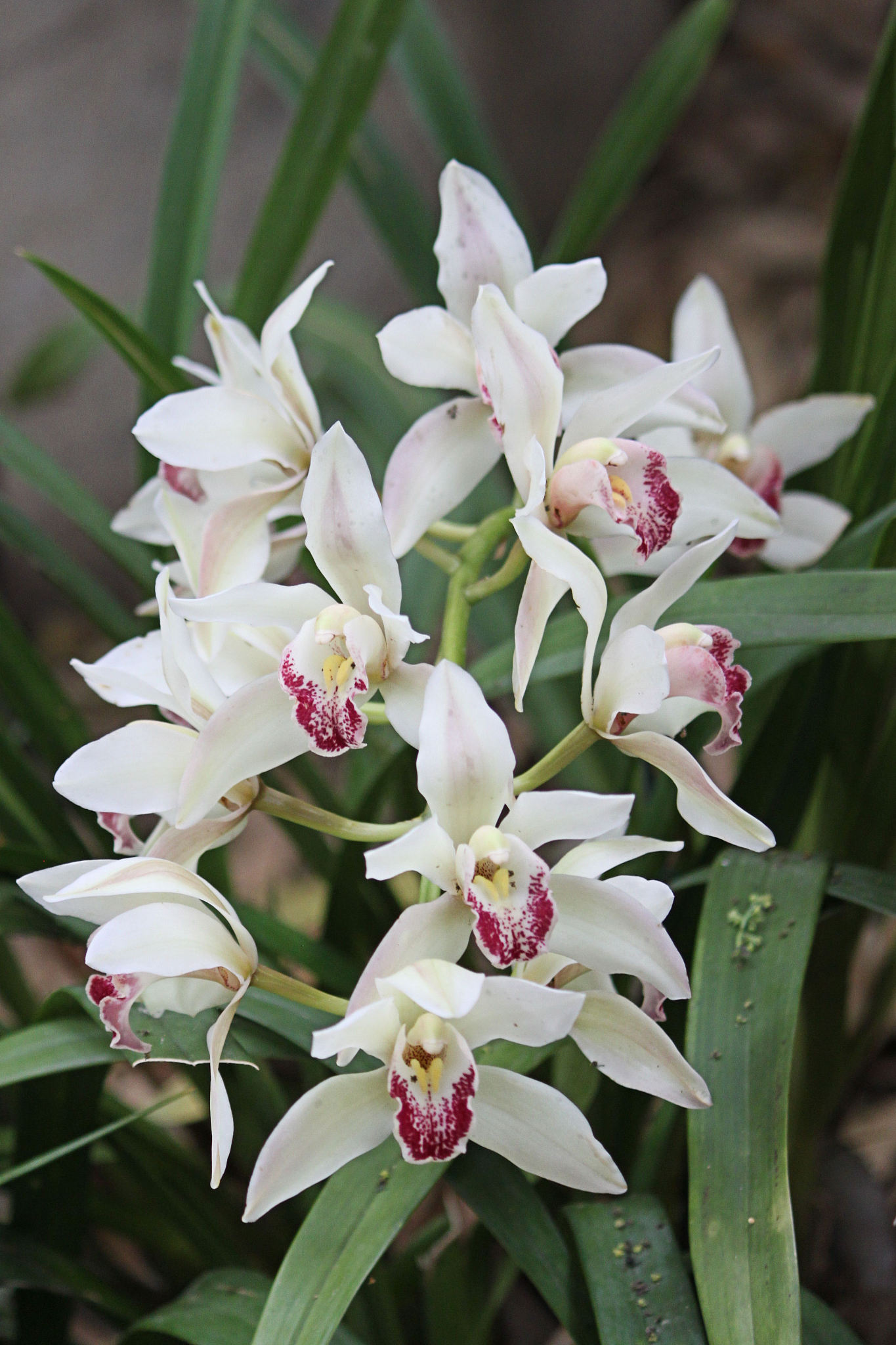 orchid.