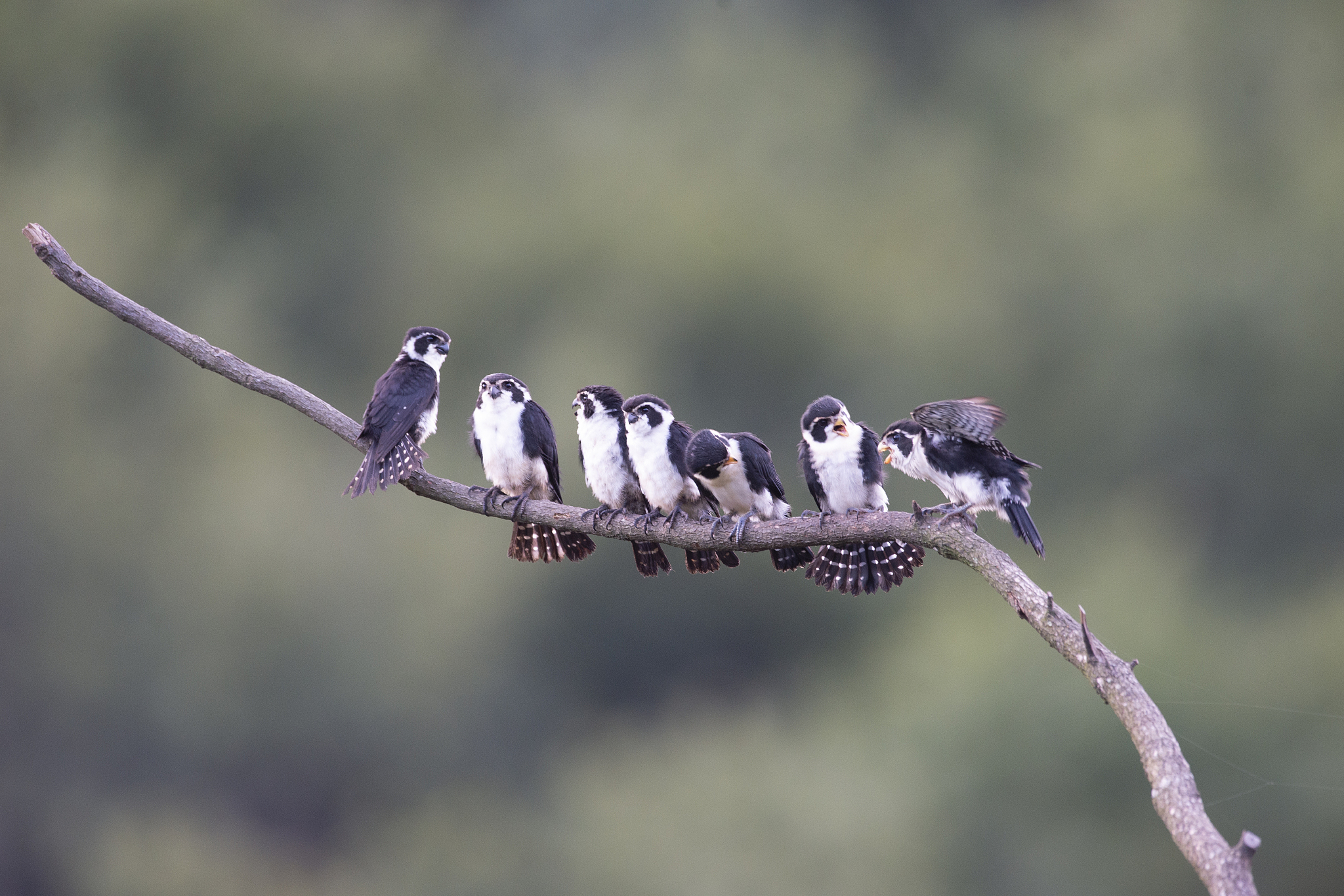 梦见我救了一只喜鹊什么意思梦见喜鹊拉屎在我老婆的裤子上？