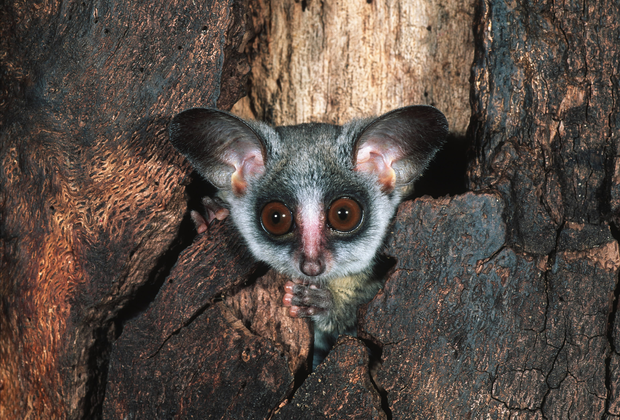 southern lesser bushbabies Galago moholi指的是什么