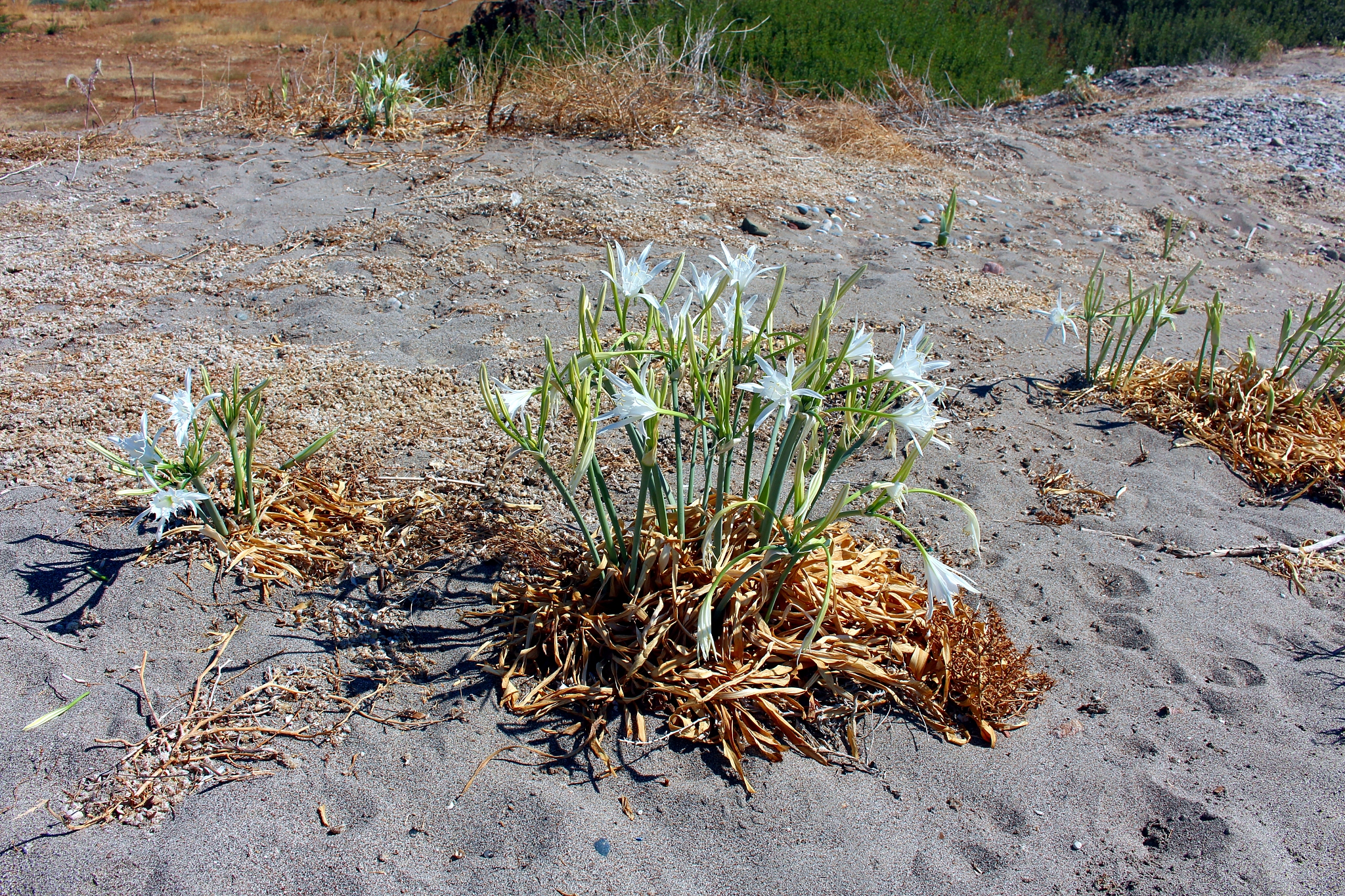 埂得葑打黄豆行不行帮我用200字详细描述