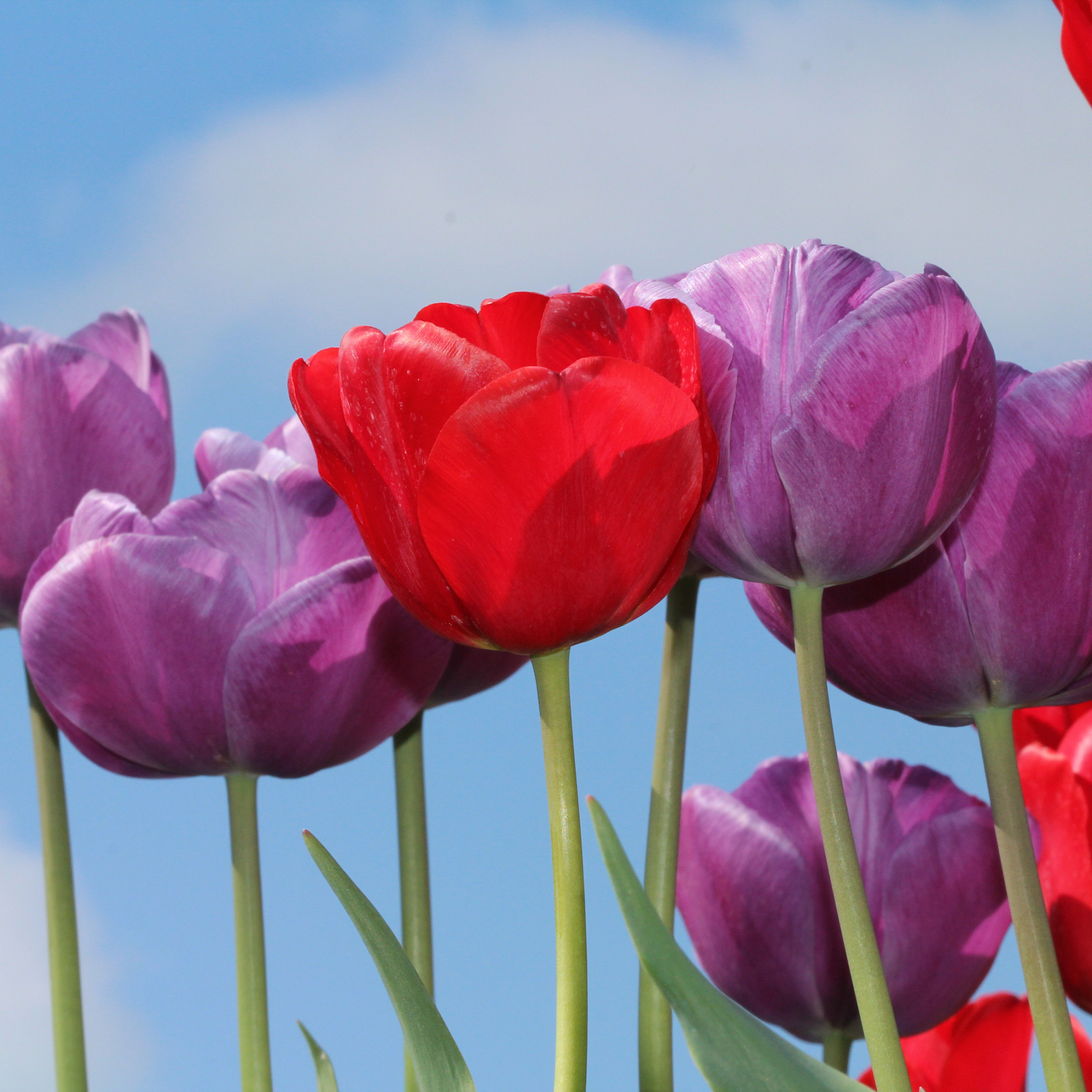 仙客来的花语是什么仙客来花语和寓意