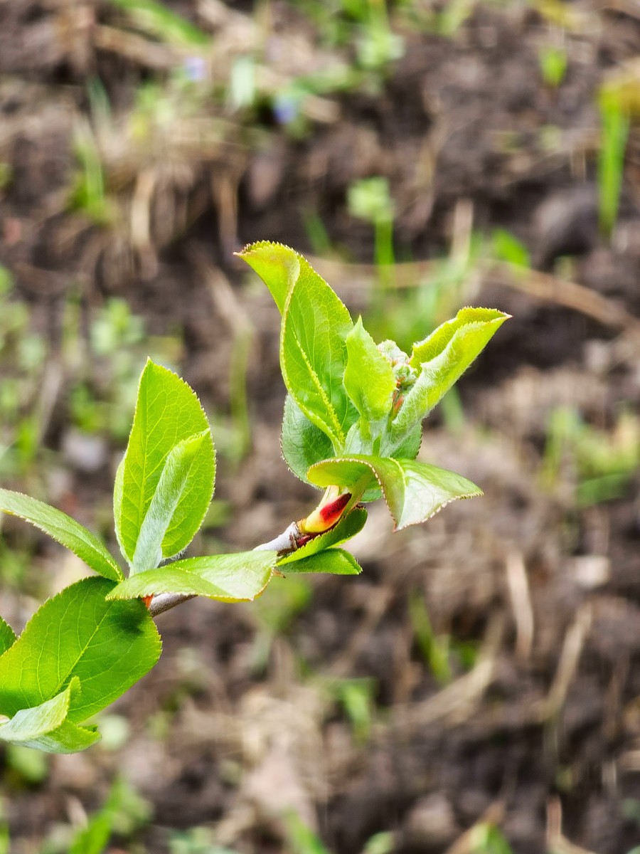 耙耙柑春季嫩枝太多怎么修枝？