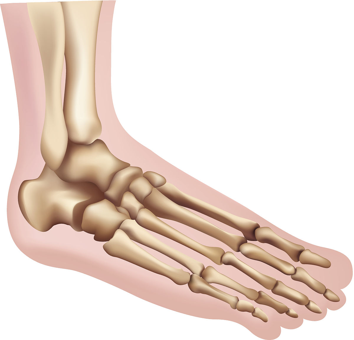 人类脚上的10块肌肉：1 腓肠肌Gastrocnemius2 前脛骨肌Tibialis anterior3 长趾引肌Extensor digitorum longus4 腓骨后肌Soleus5 短趾伸肌Extensor digitorum brevis6 能量给肌Peroneus longus7 足底屈肌Flexor hallucis brevis8 双足内收肌Abductor hallucis9