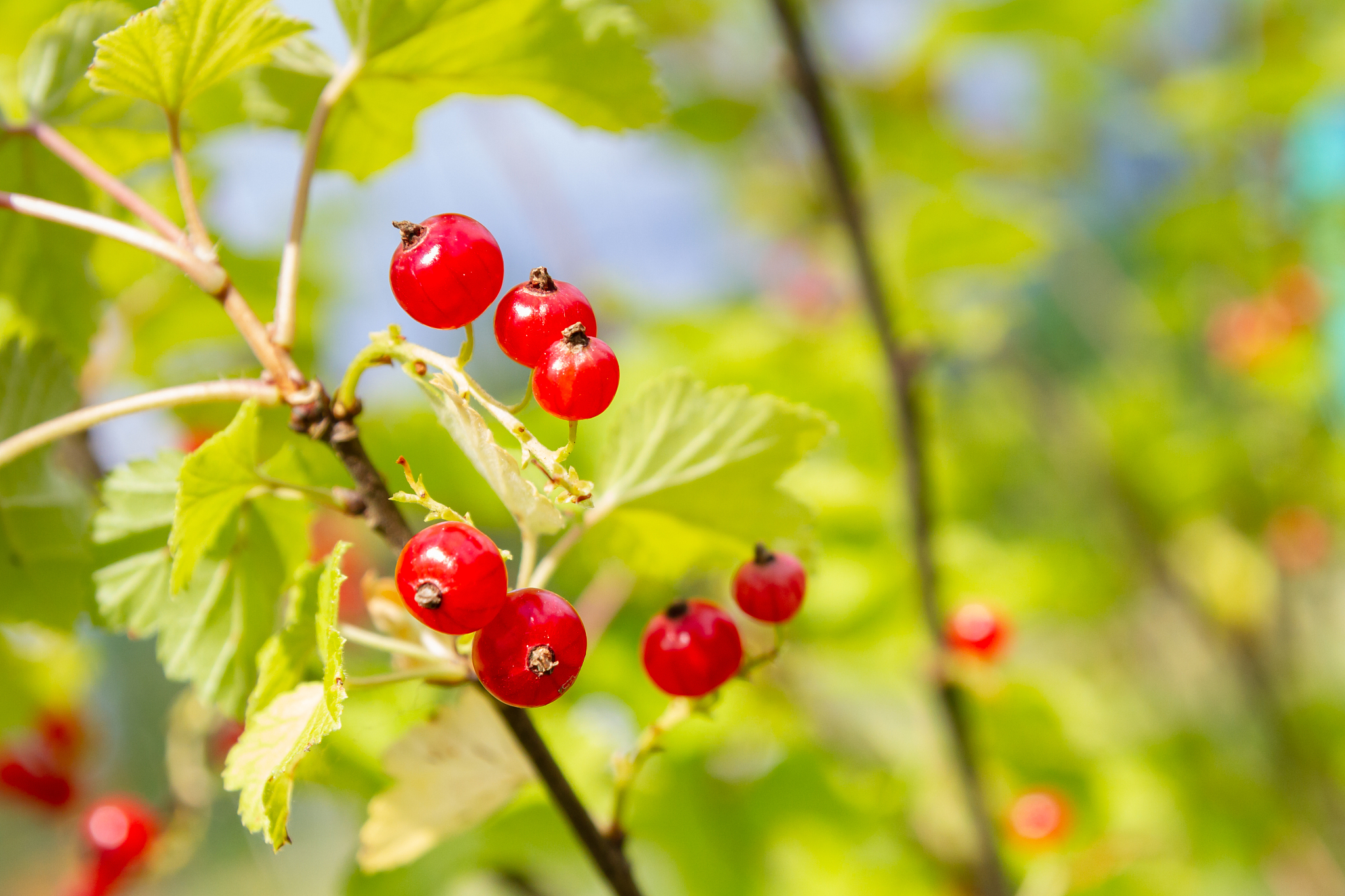red currant berries hang on a bush in summer