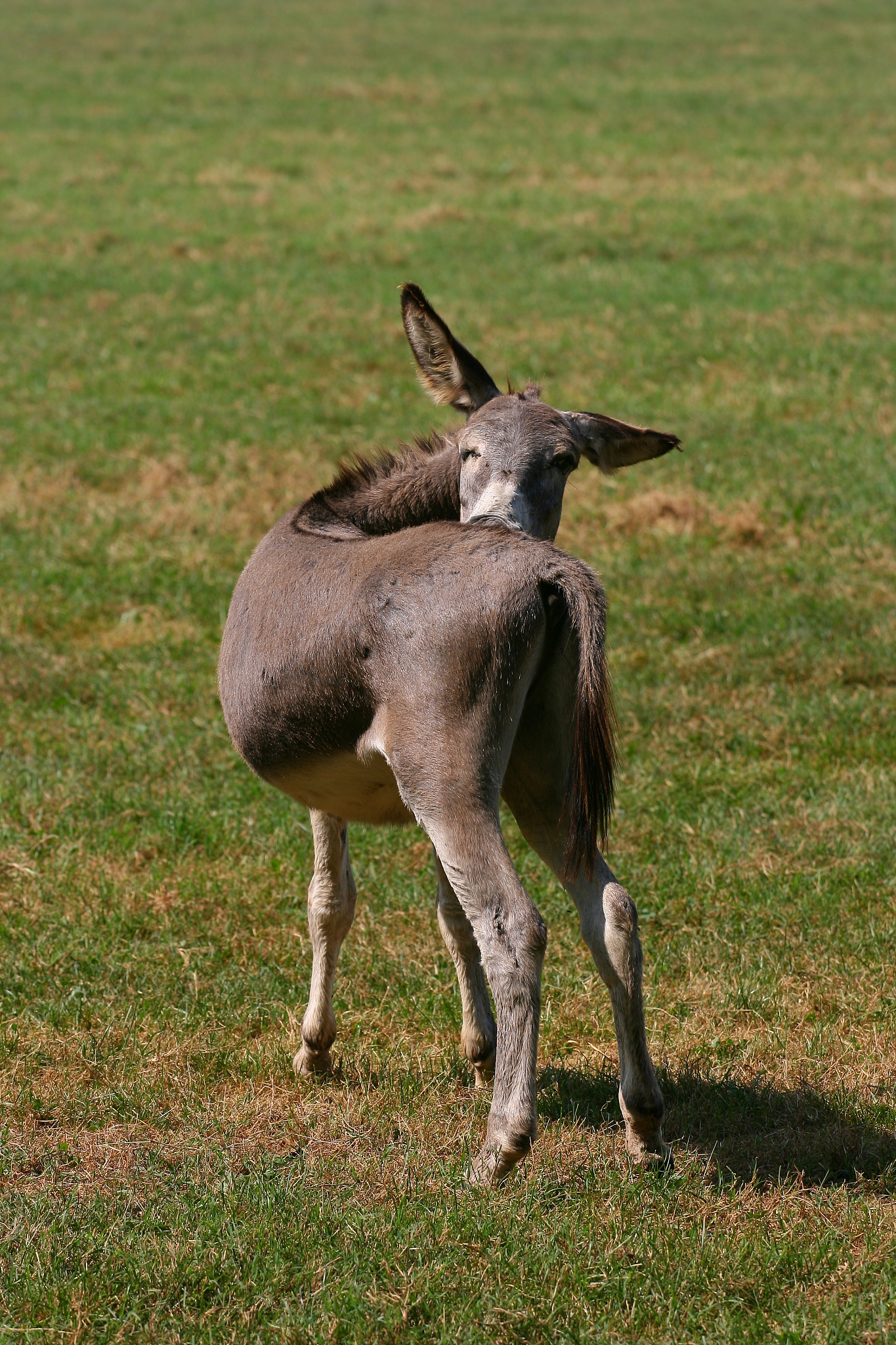 donkey