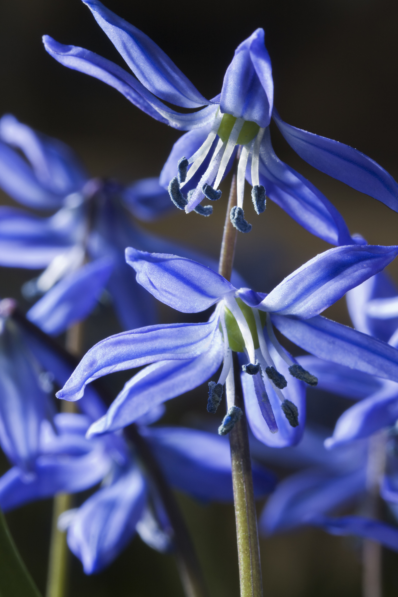 spring scilla or siberian squill