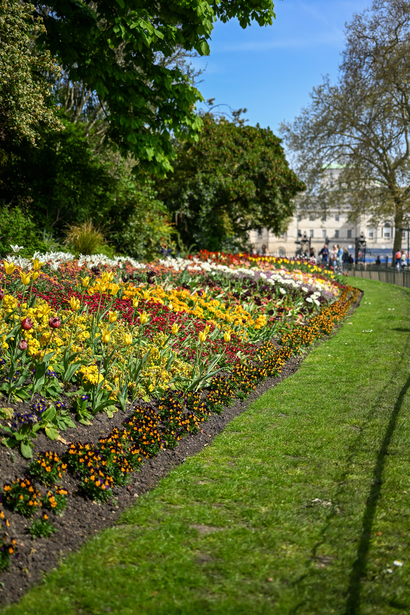 伦敦切尔西花展：百年花卉盛宴的魅力与启示