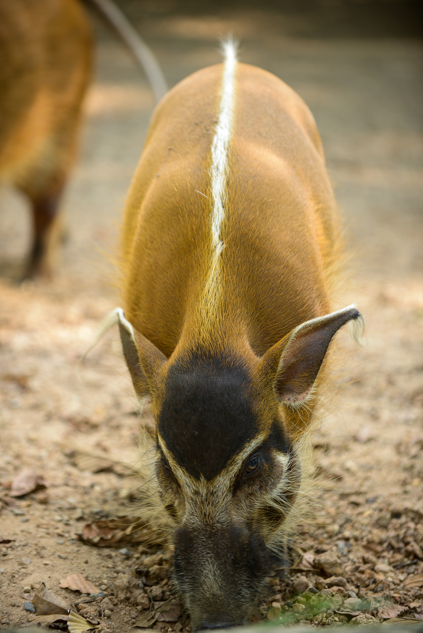红河卫生职业学院2020年春季招生简介