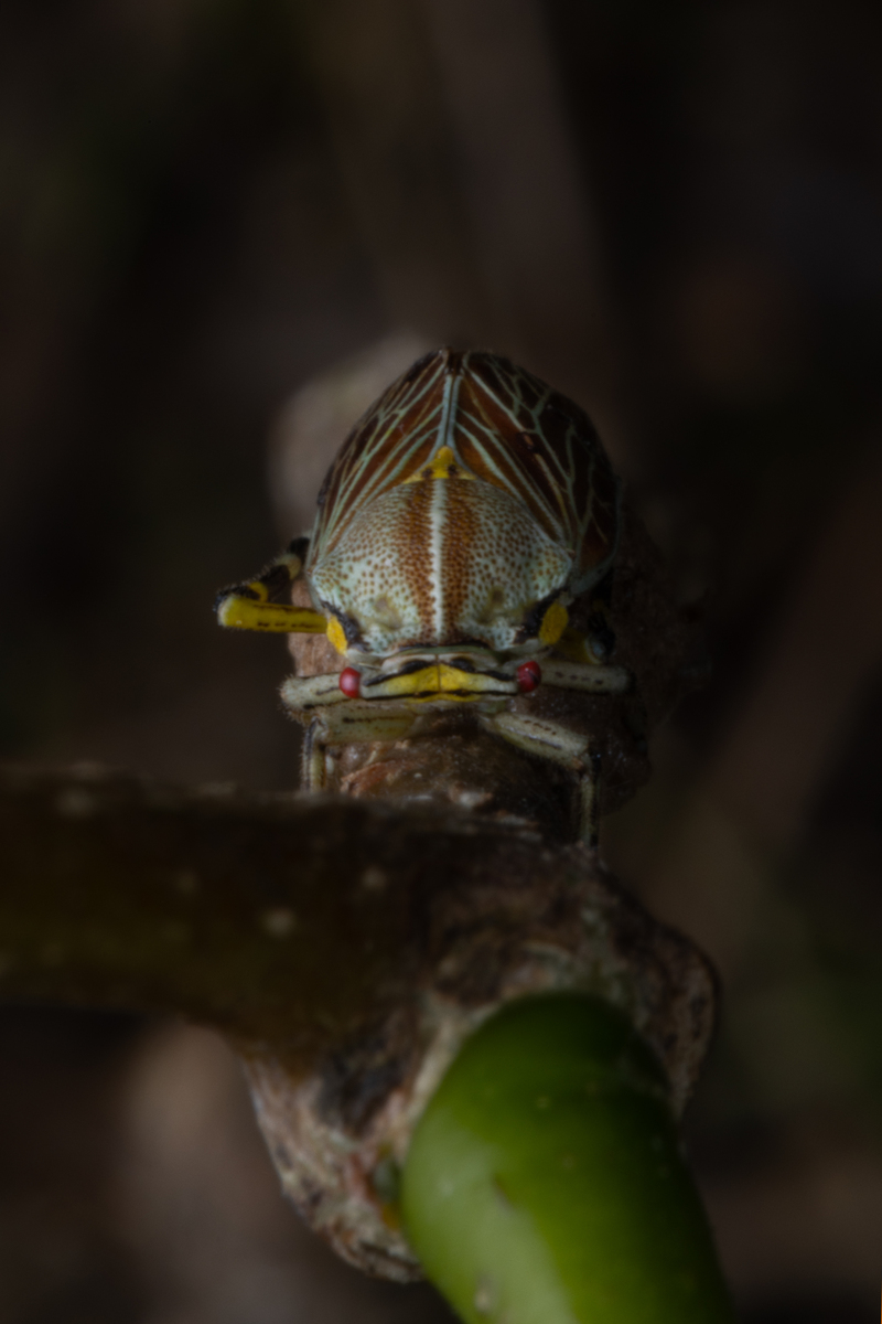 ID 组成的单词列表 - 全部列出