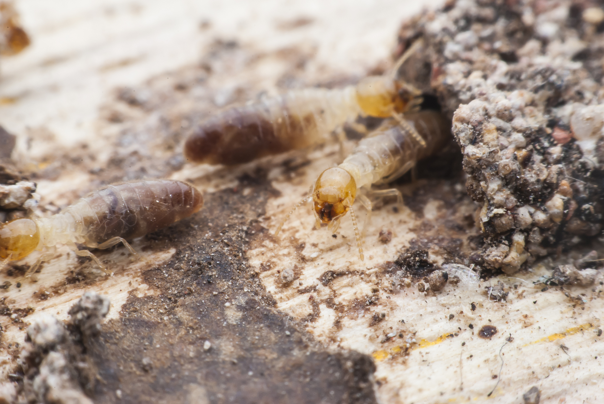 termites or white ants