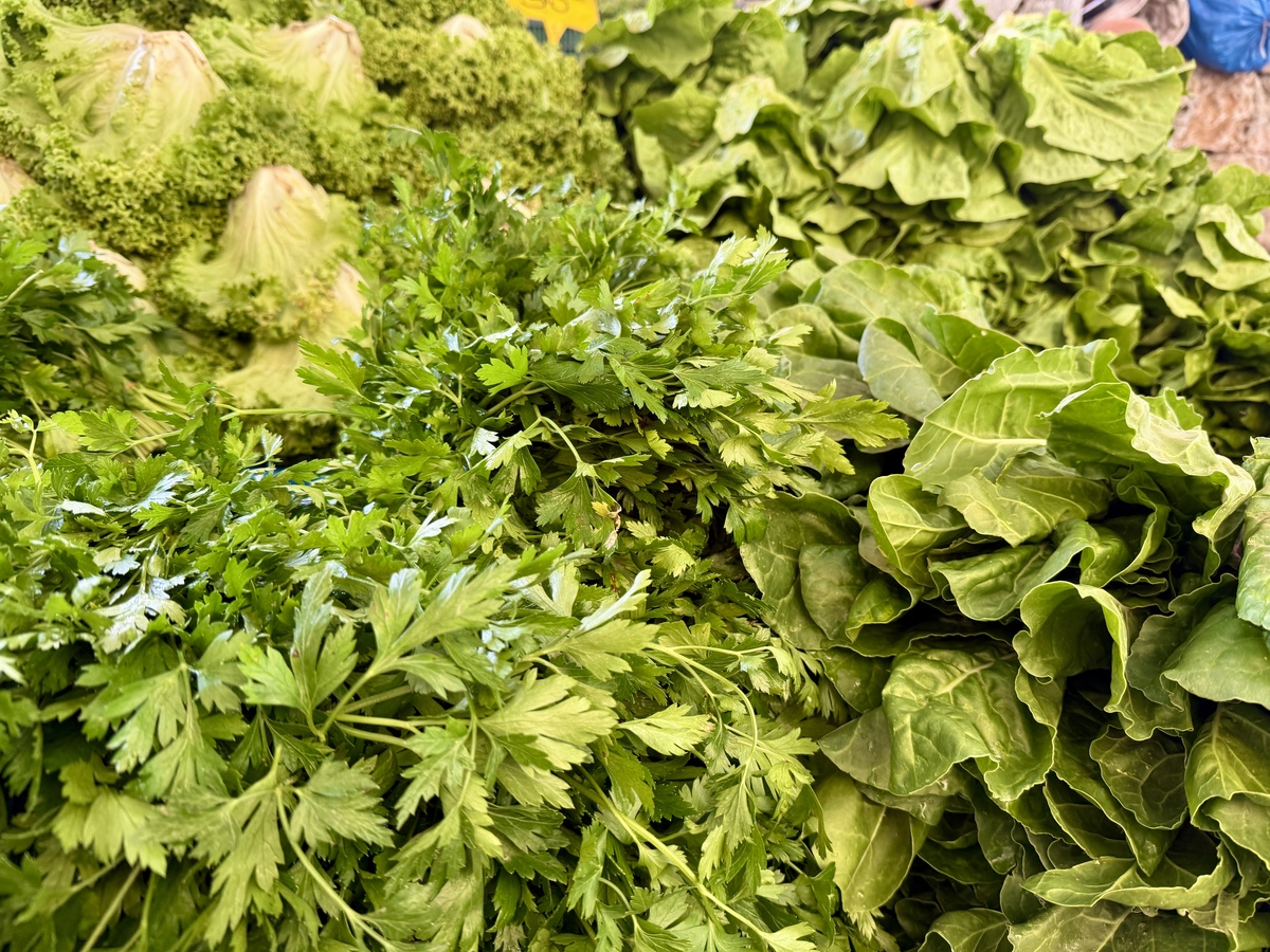 江苏灌南苦菜煮水缓解胃部不适：饮食不规律导致的胃病民间偏方