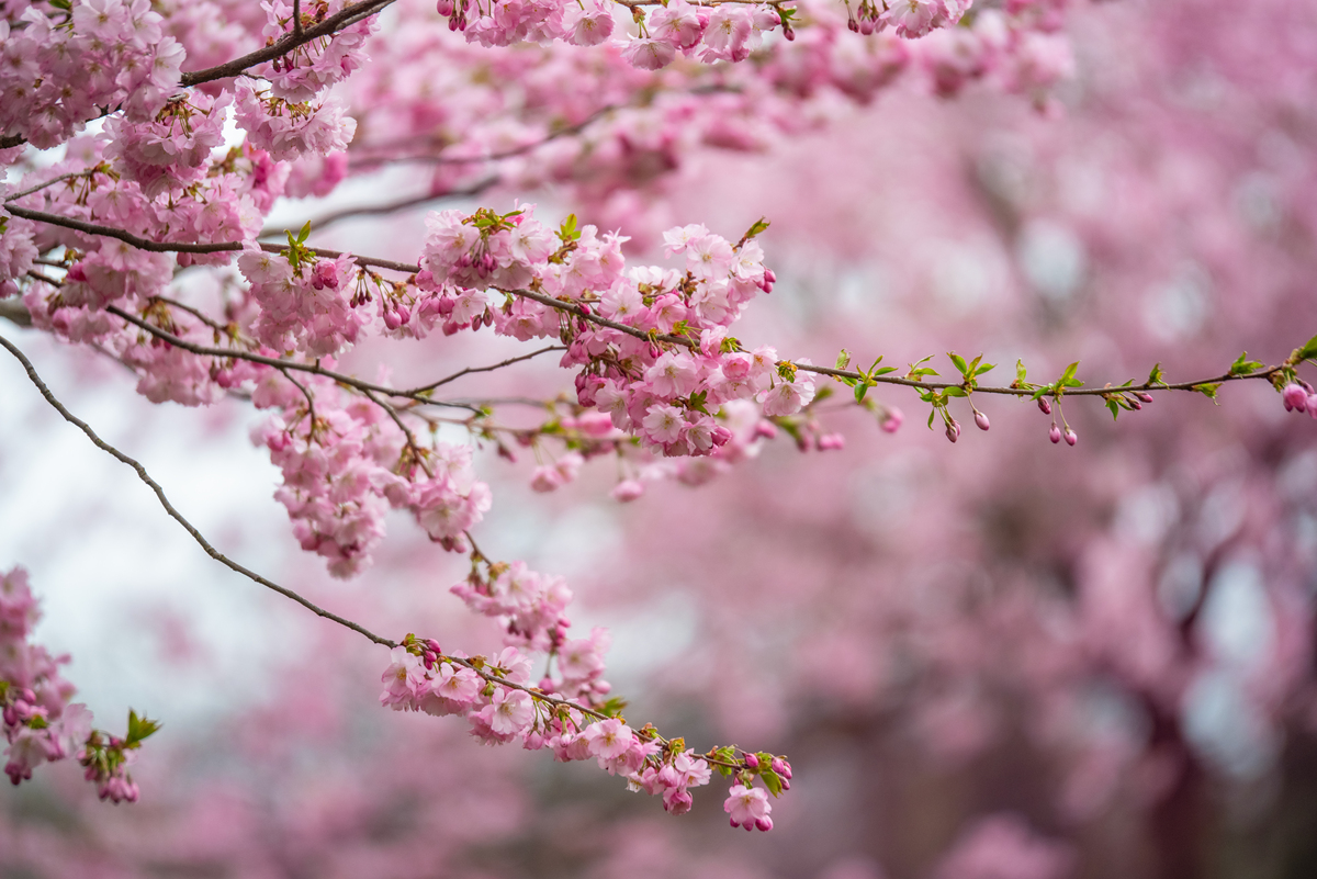 春光烂漫，桃花盛开，美不胜收！