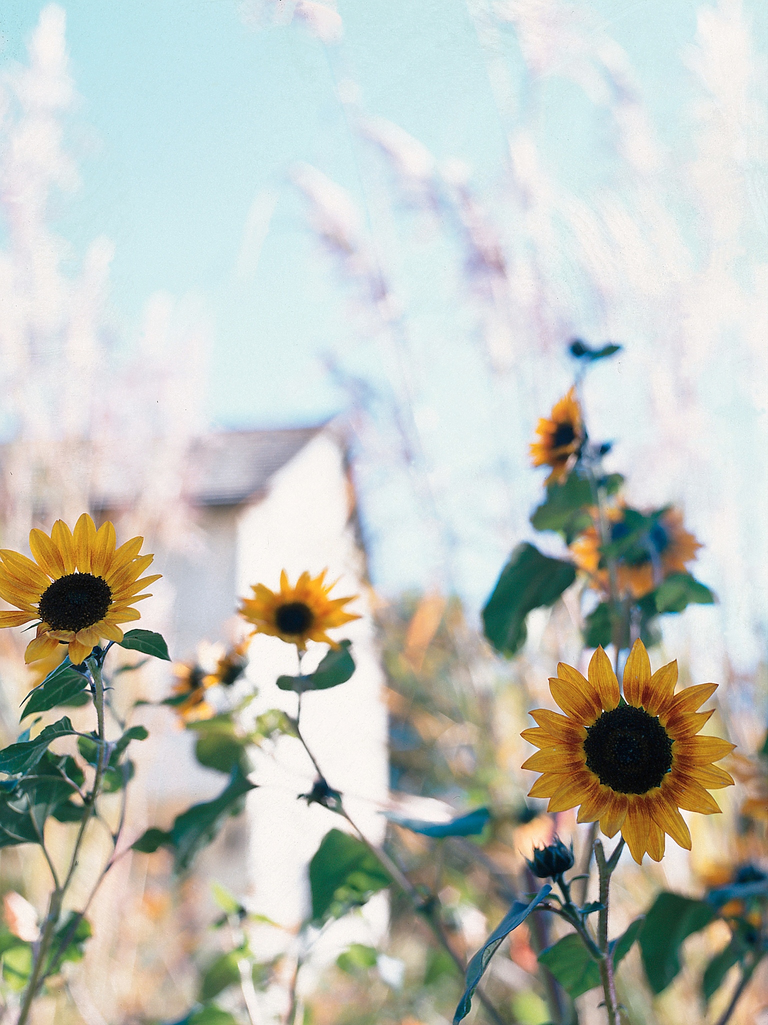 阳光明媚，花开满园：一首诗歌赞美美好生活